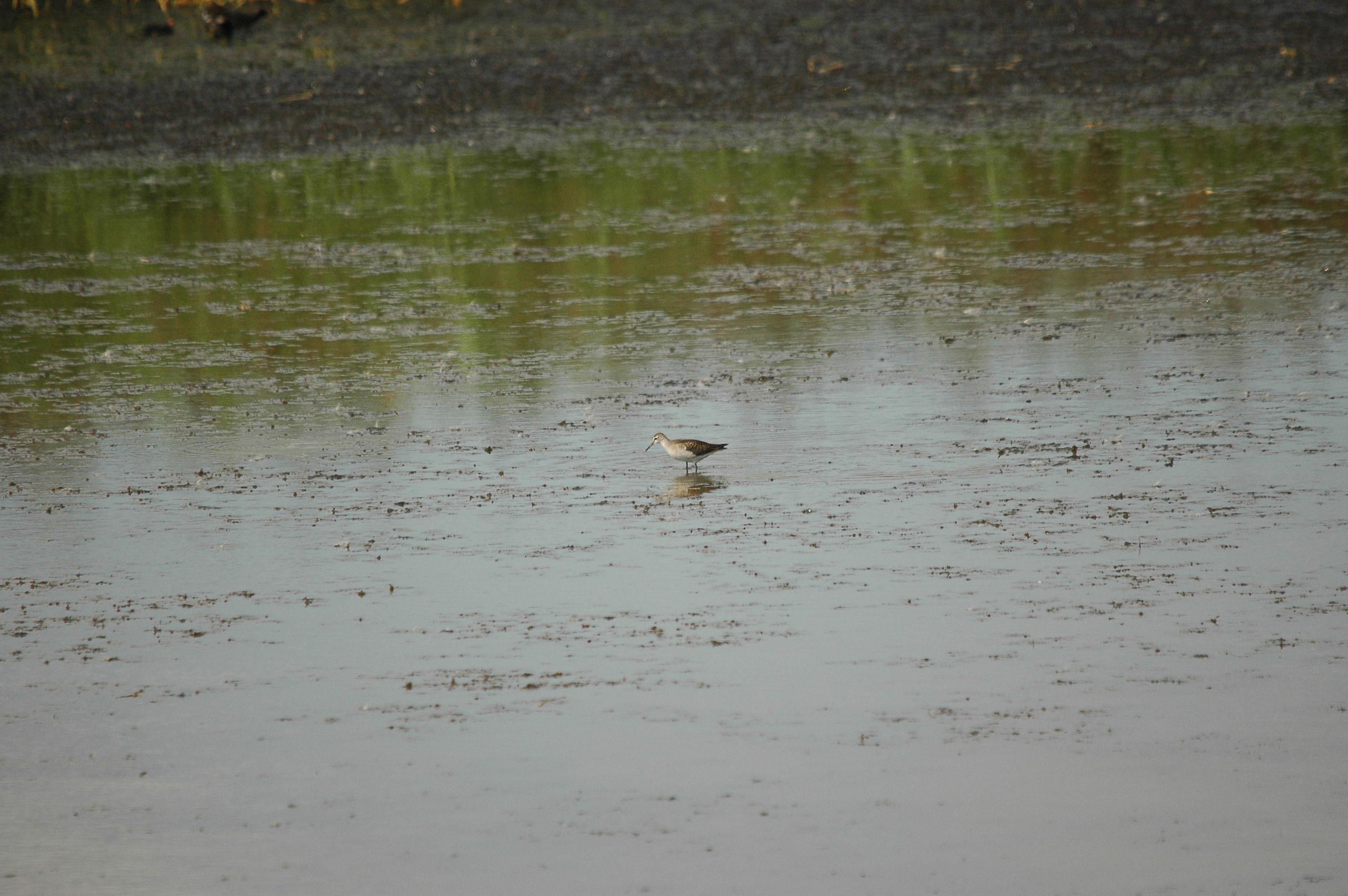 photos/wildlife/Bird_Species/063-Waders/1562-Wood_Sandpiper/DSC_3248.JPG