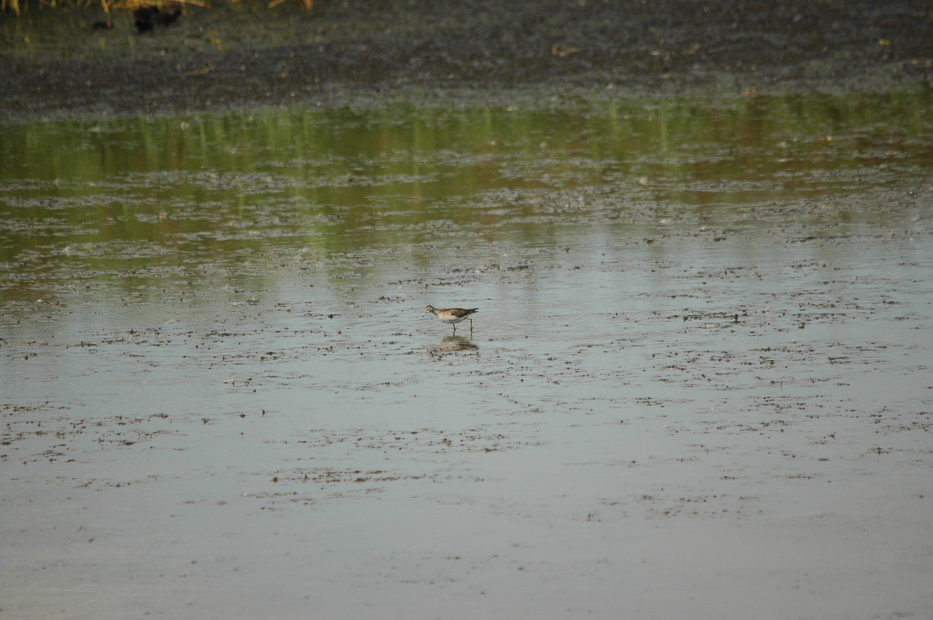 photos/wildlife/Bird_Species/063-Waders/1562-Wood_Sandpiper/DSC_3249.JPG