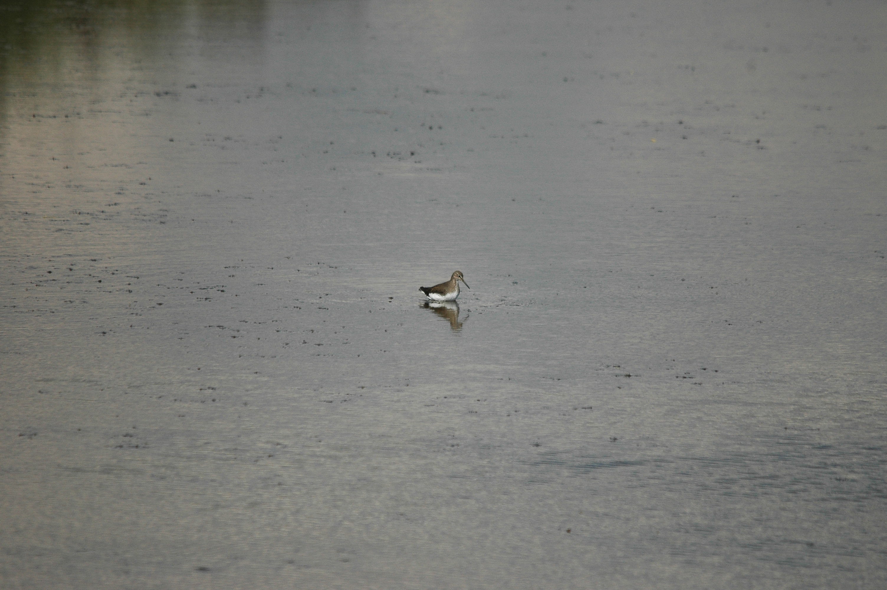 photos/wildlife/Bird_Species/063-Waders/1562-Wood_Sandpiper/DSC_3250.JPG