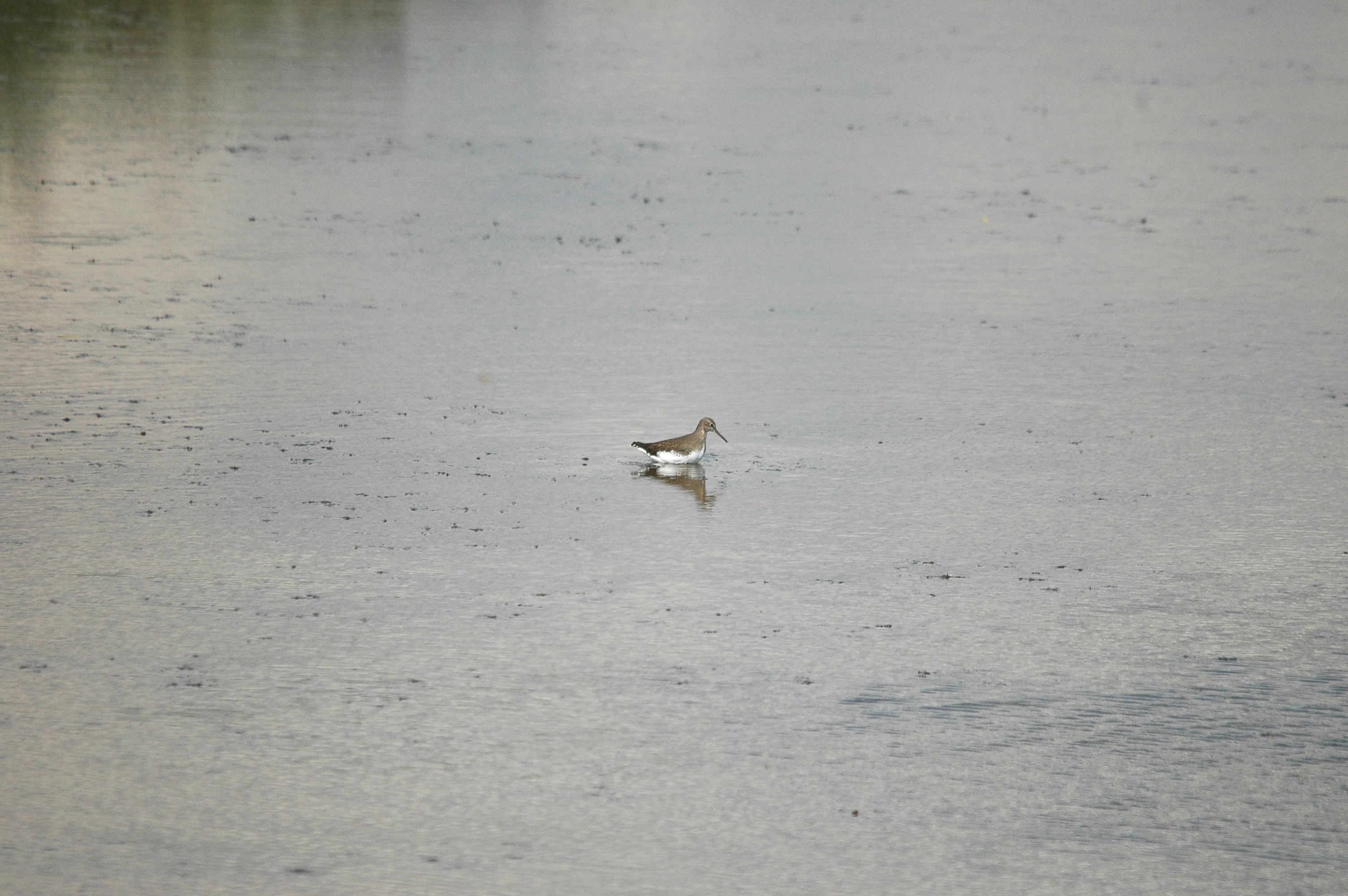 photos/wildlife/Bird_Species/063-Waders/1562-Wood_Sandpiper/DSC_3251.JPG