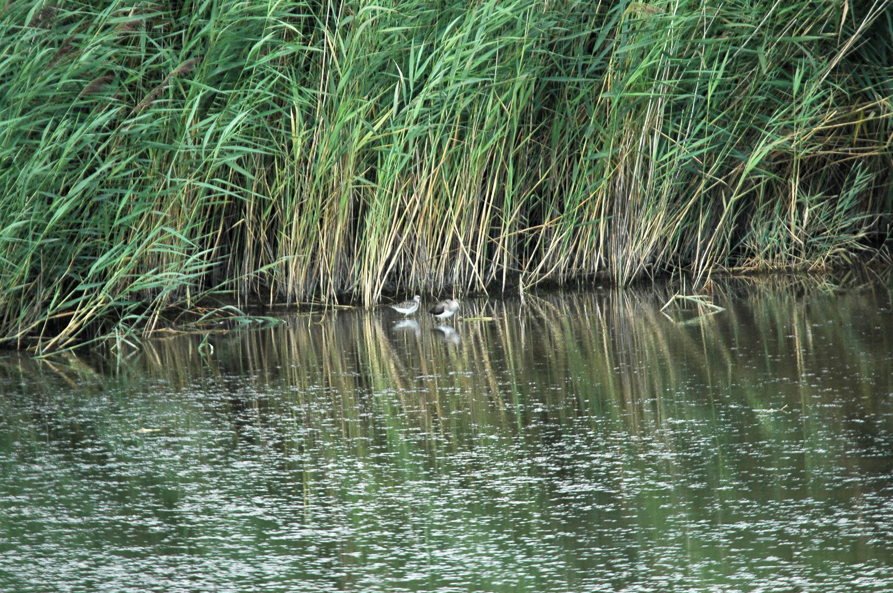 photos/wildlife/Bird_Species/063-Waders/1562-Wood_Sandpiper/DSC_3255.JPG