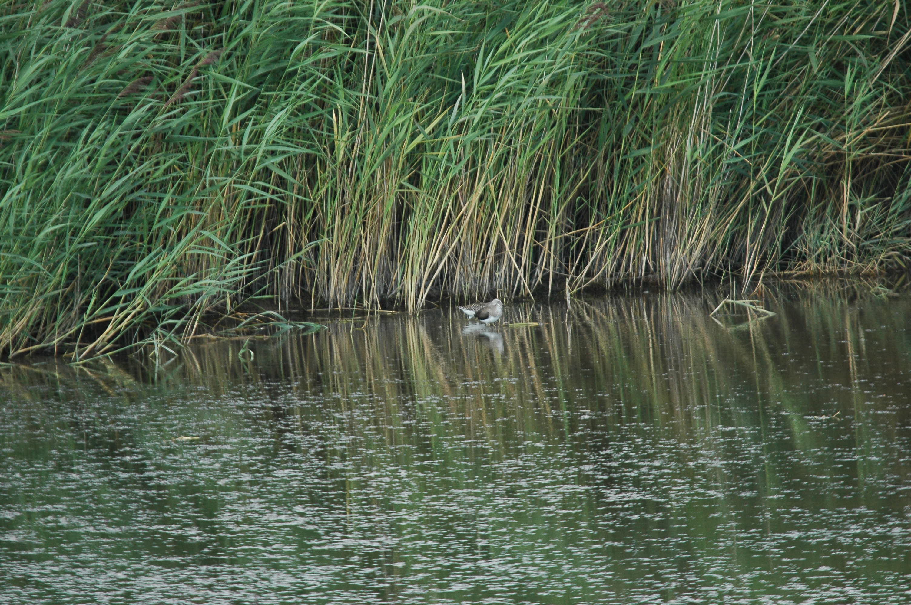 photos/wildlife/Bird_Species/063-Waders/1562-Wood_Sandpiper/DSC_3256.JPG