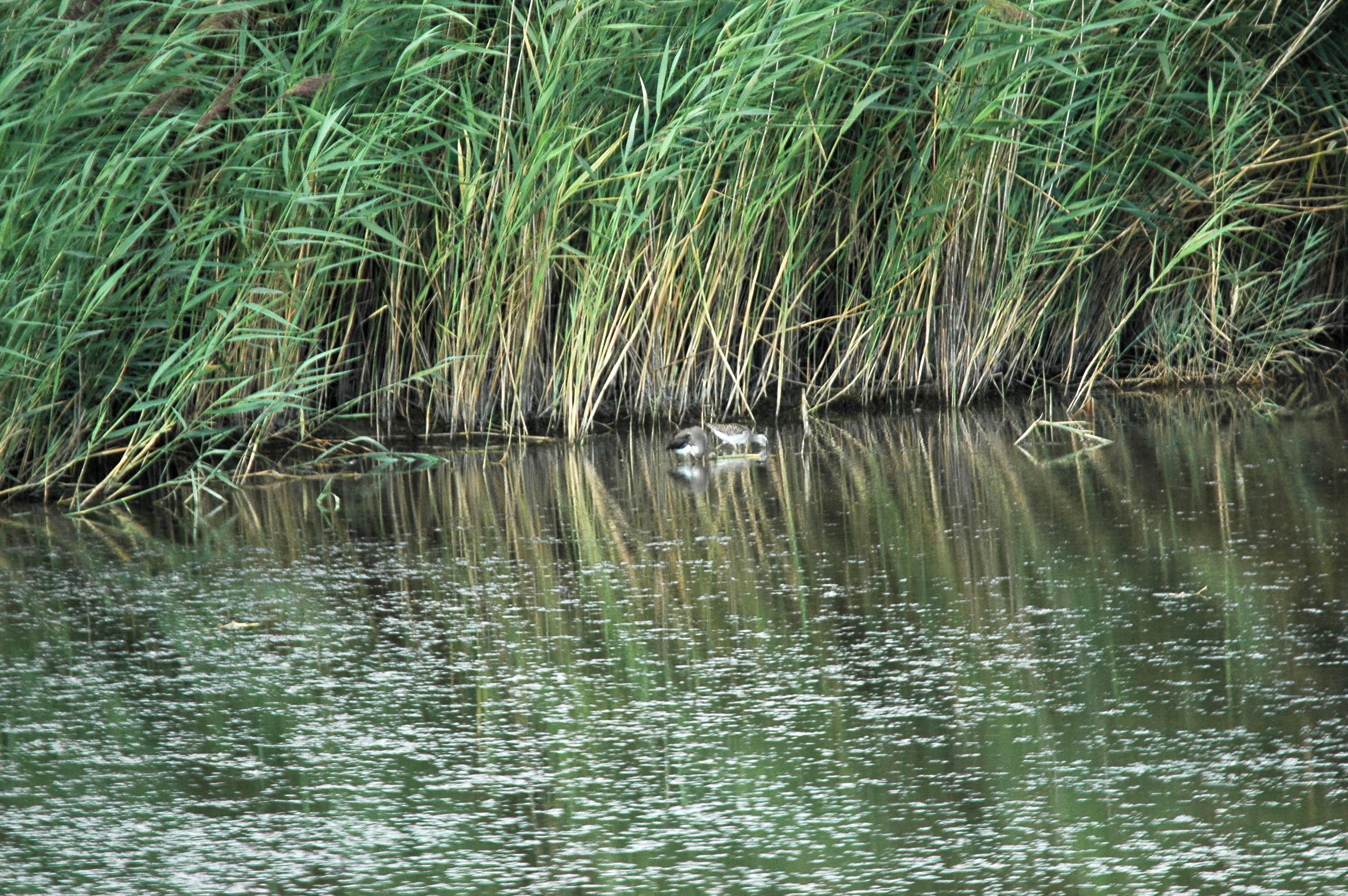 photos/wildlife/Bird_Species/063-Waders/1562-Wood_Sandpiper/DSC_3257.JPG