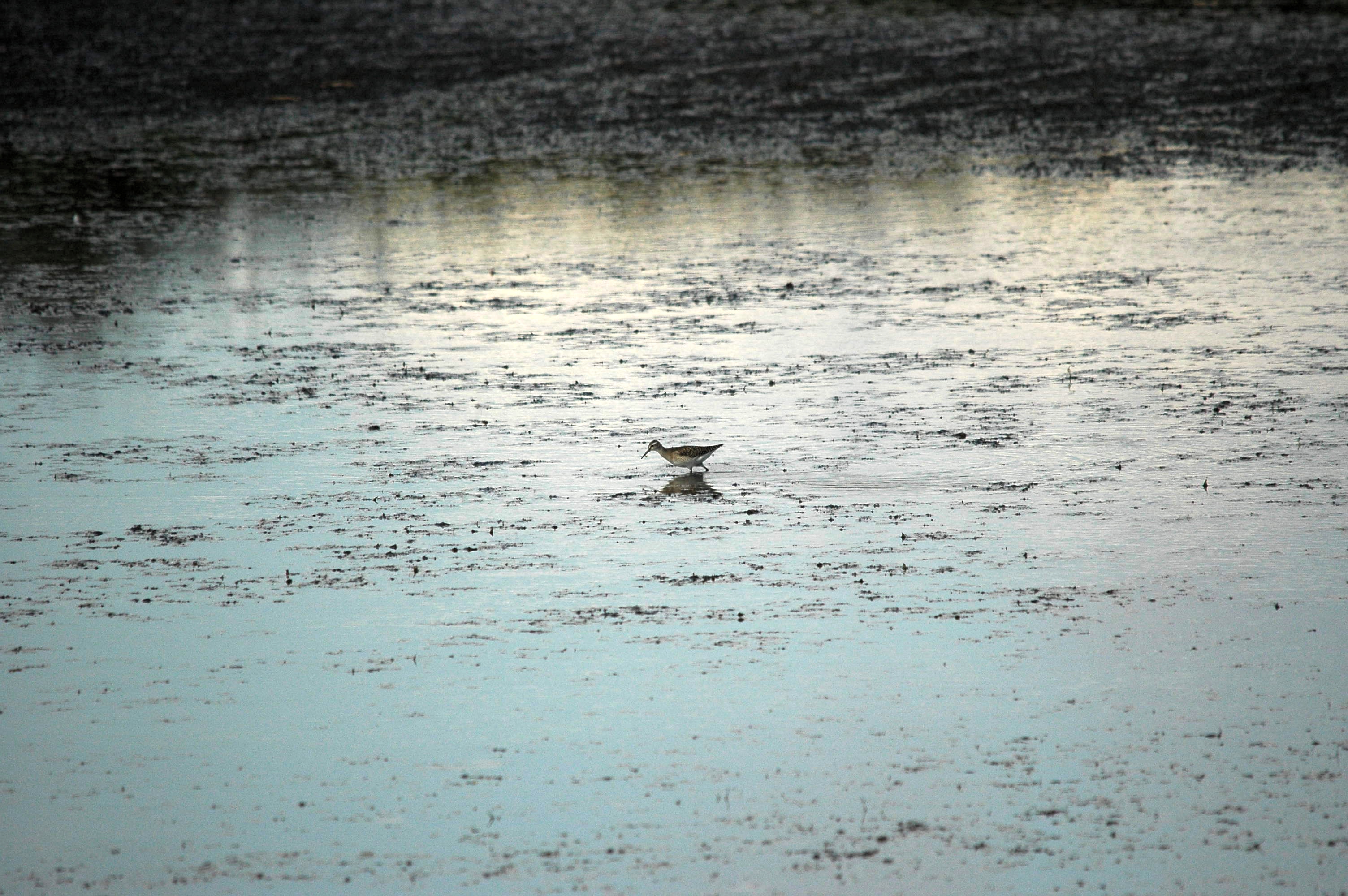 photos/wildlife/Bird_Species/063-Waders/1562-Wood_Sandpiper/DSC_3260.JPG