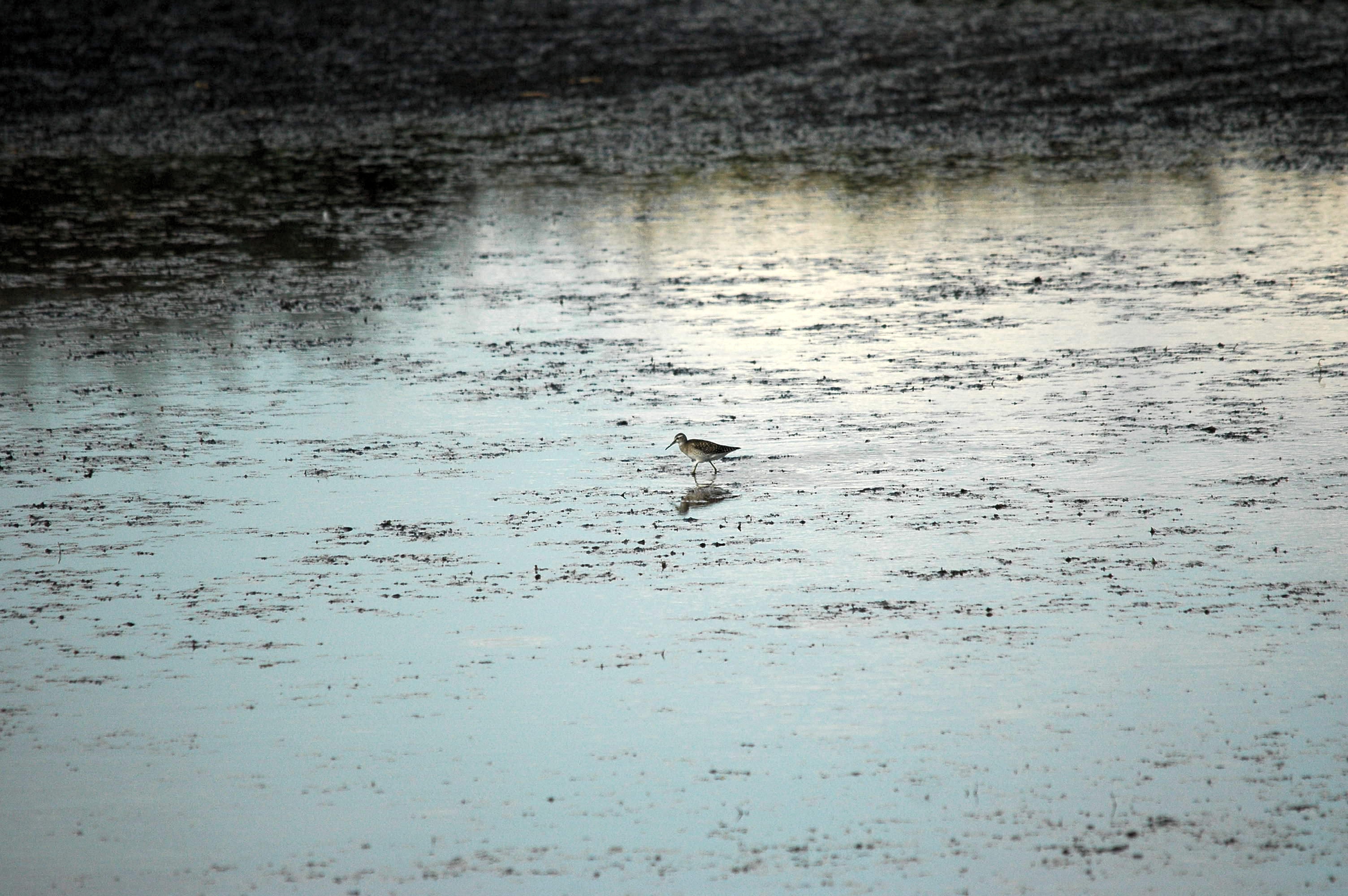 photos/wildlife/Bird_Species/063-Waders/1562-Wood_Sandpiper/DSC_3261.JPG