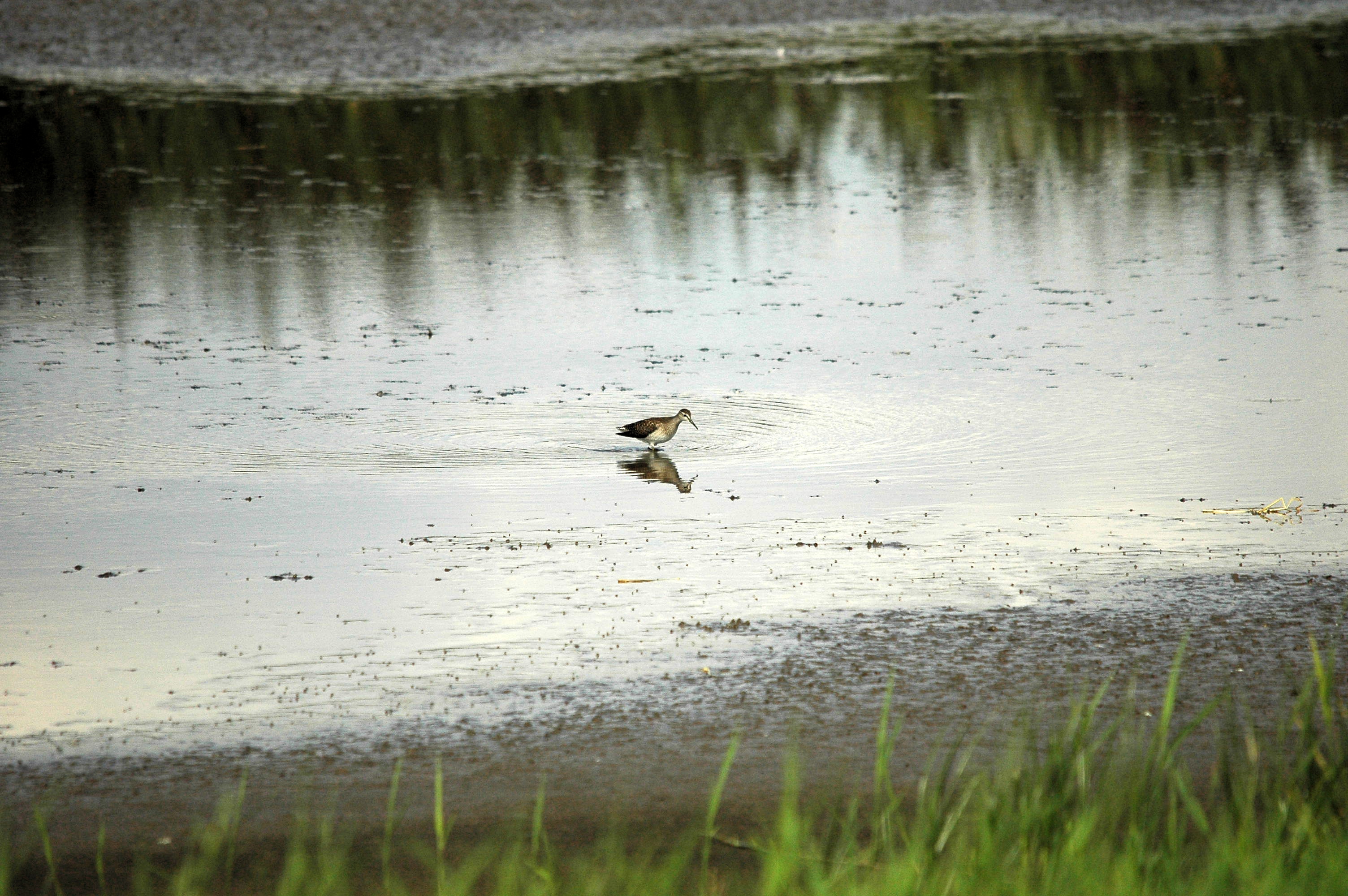 photos/wildlife/Bird_Species/063-Waders/1562-Wood_Sandpiper/DSC_3262.JPG