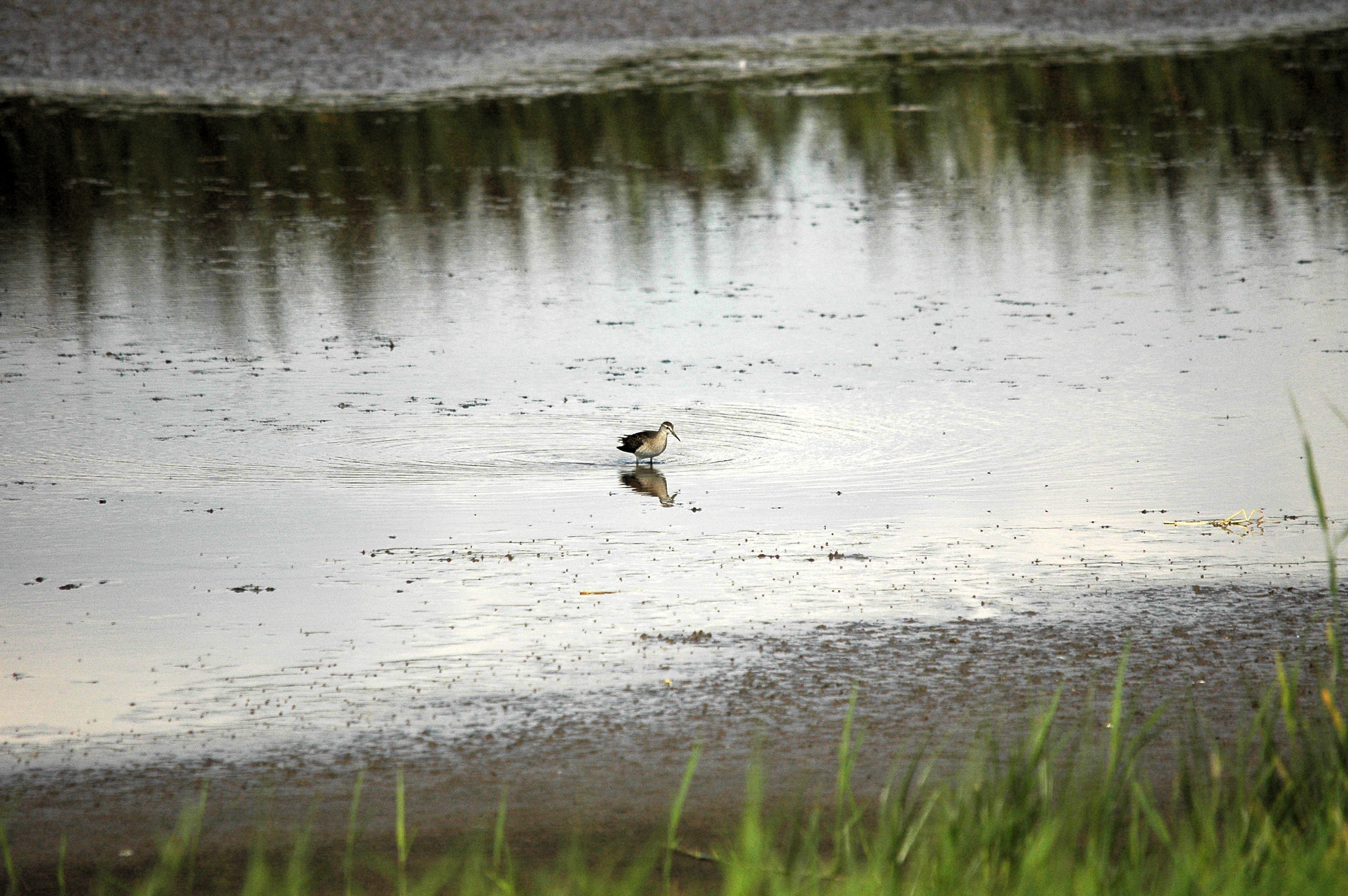 photos/wildlife/Bird_Species/063-Waders/1562-Wood_Sandpiper/DSC_3263.JPG