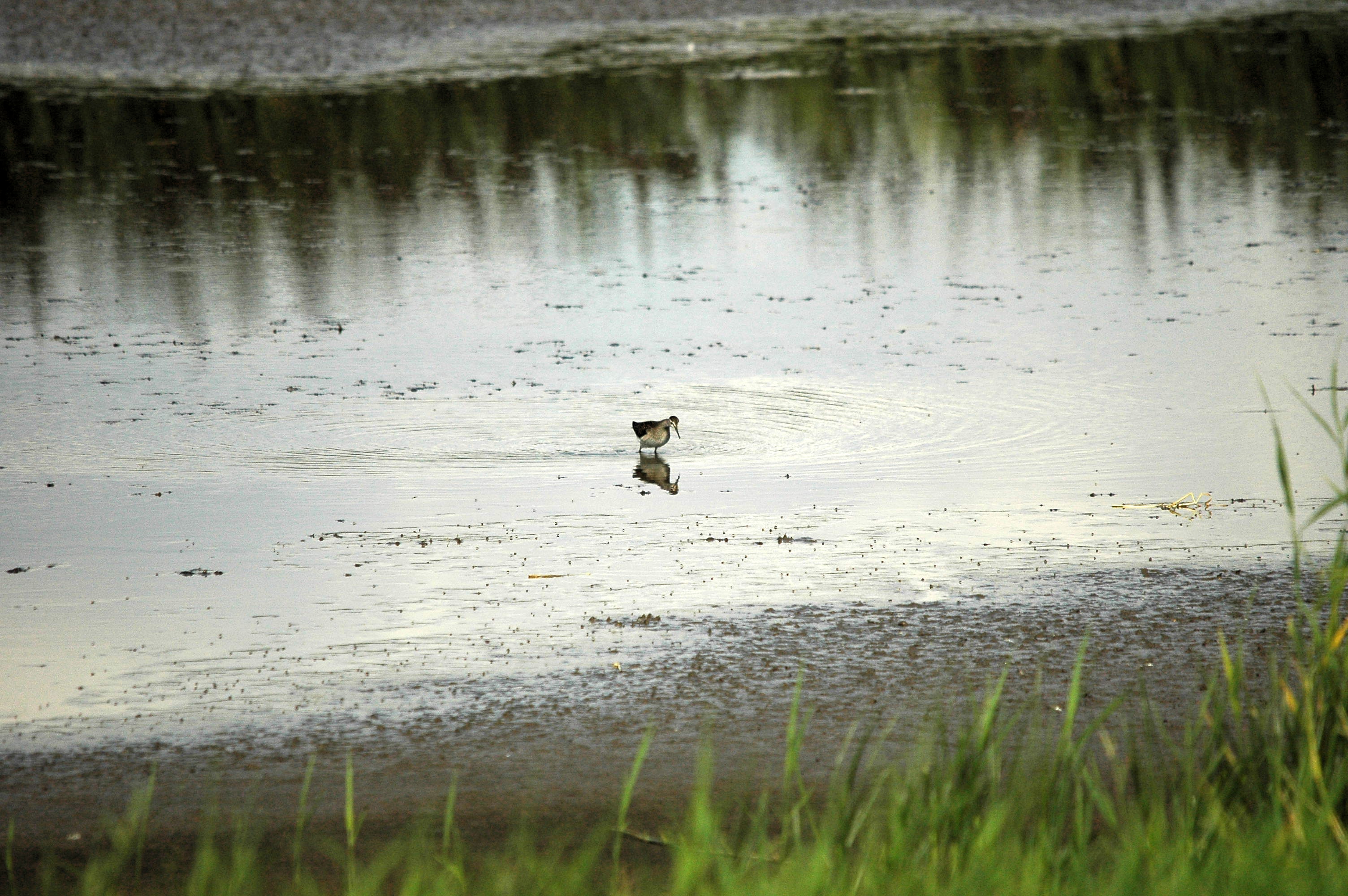 photos/wildlife/Bird_Species/063-Waders/1562-Wood_Sandpiper/DSC_3264.JPG