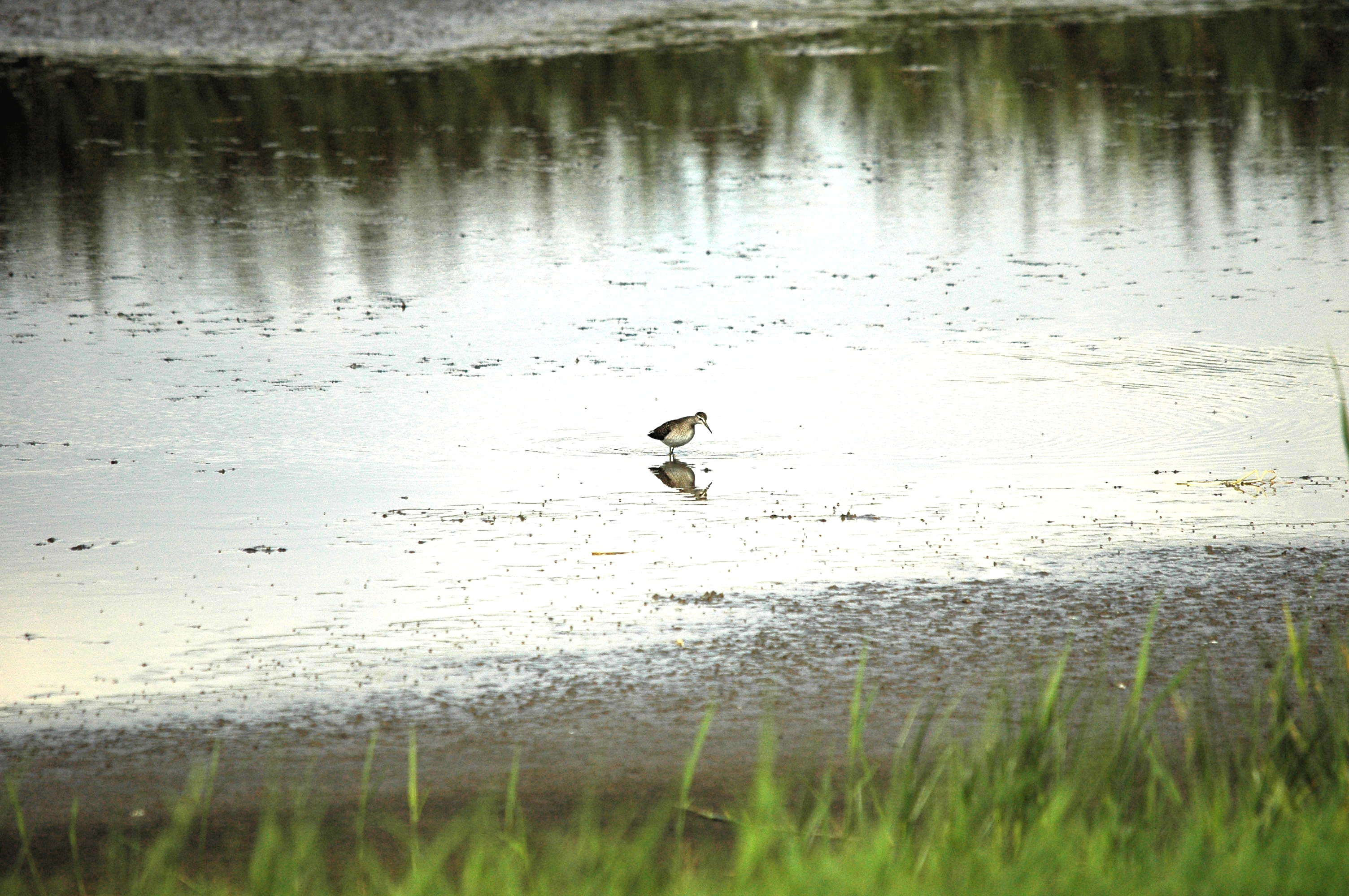 photos/wildlife/Bird_Species/063-Waders/1562-Wood_Sandpiper/DSC_3266.JPG