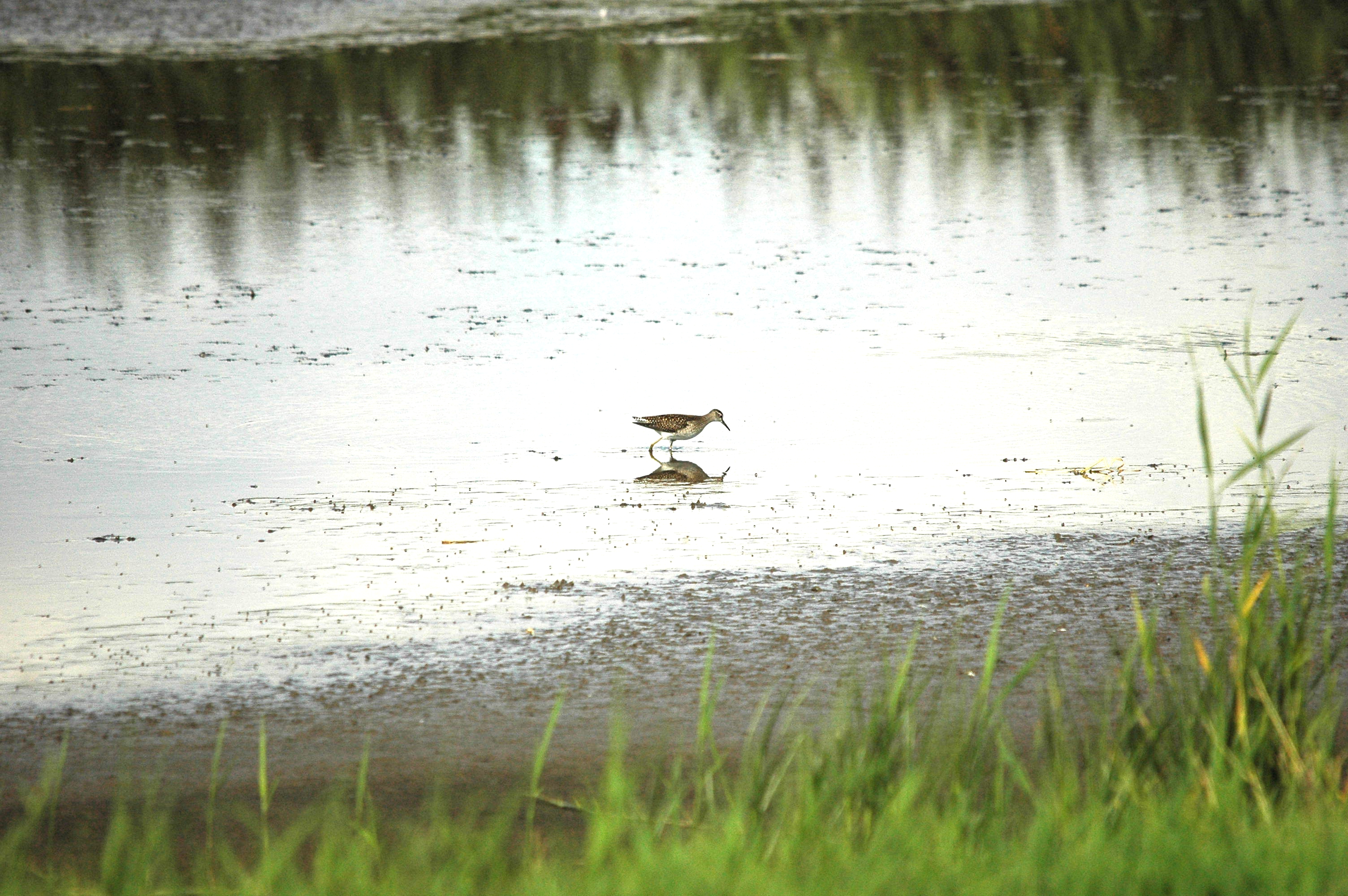 photos/wildlife/Bird_Species/063-Waders/1562-Wood_Sandpiper/DSC_3267.JPG