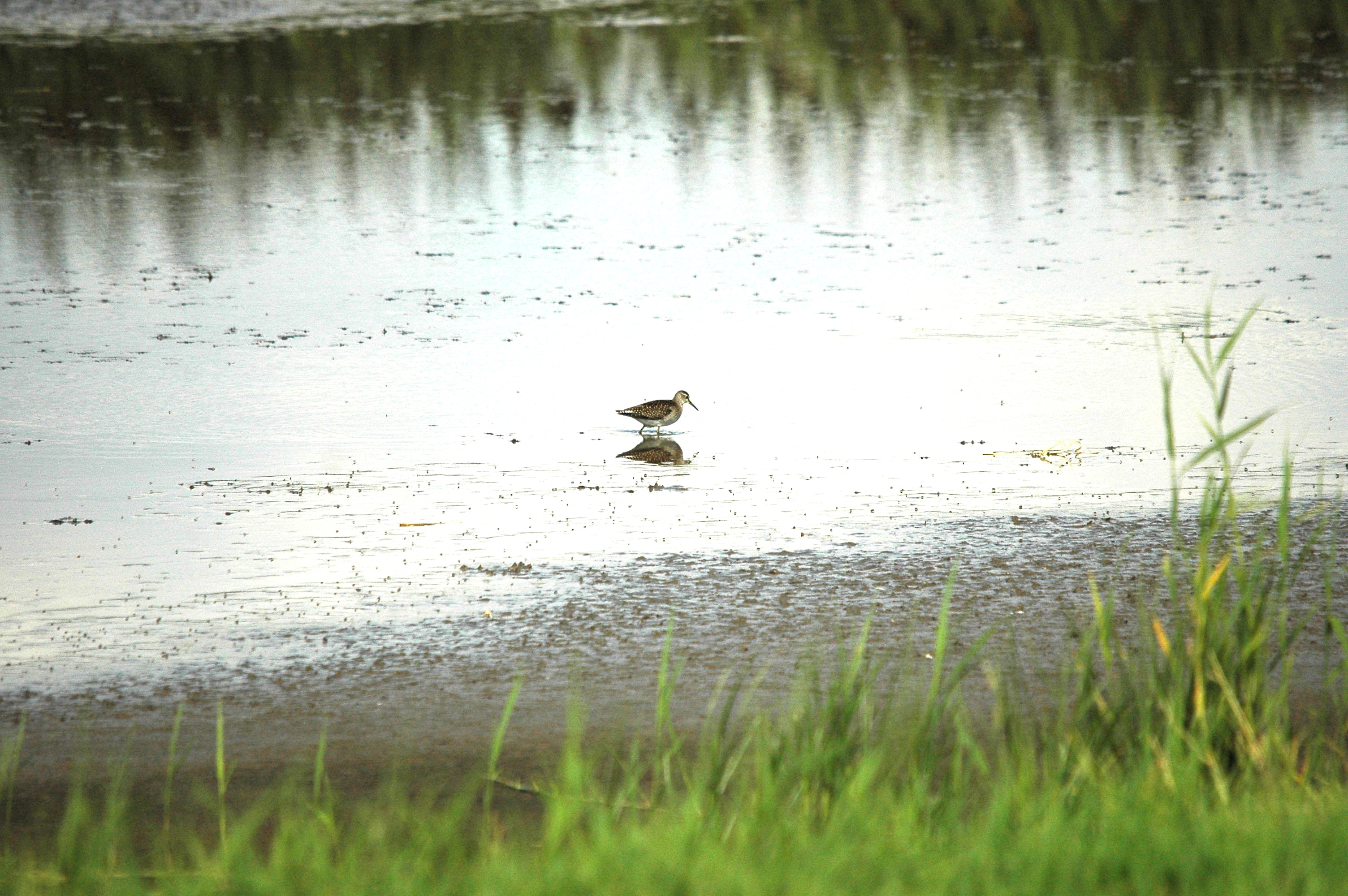 photos/wildlife/Bird_Species/063-Waders/1562-Wood_Sandpiper/DSC_3268.JPG
