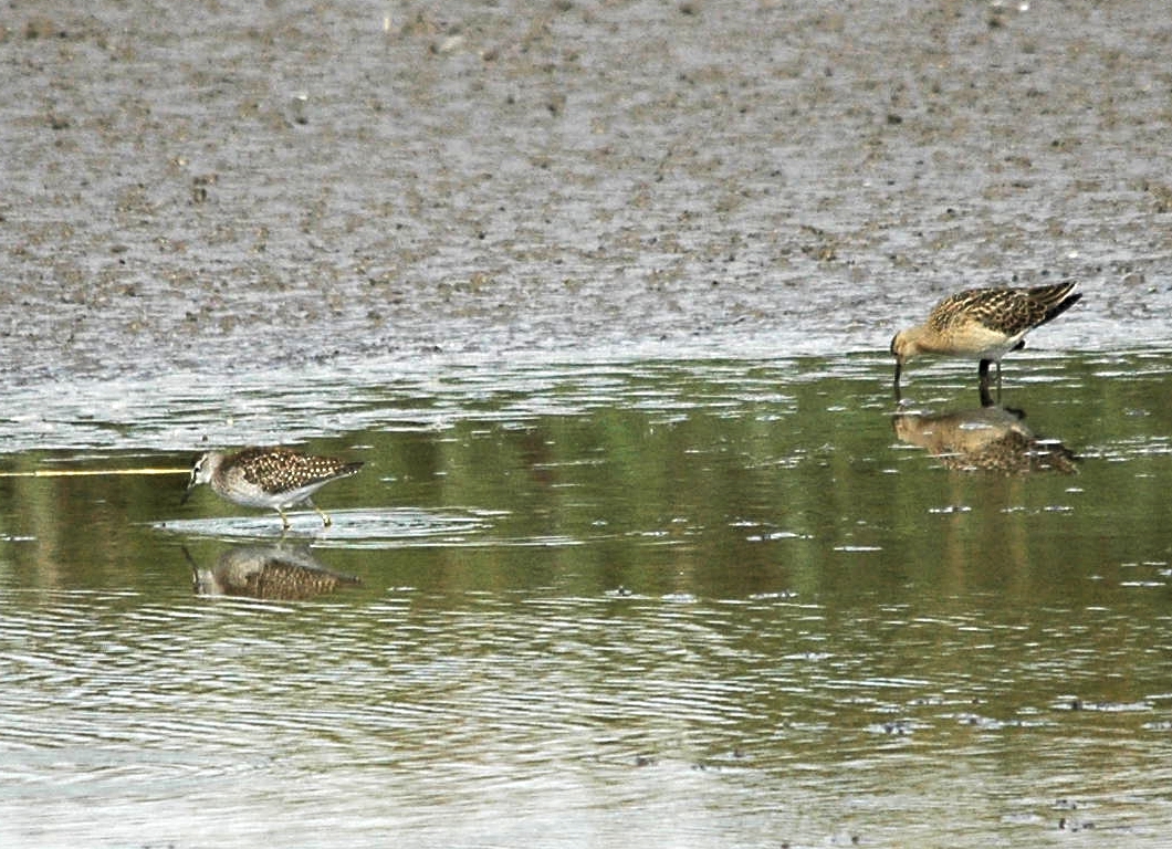 photos/wildlife/Bird_Species/063-Waders/1562-Wood_Sandpiper/DSC_3269_sm.jpg