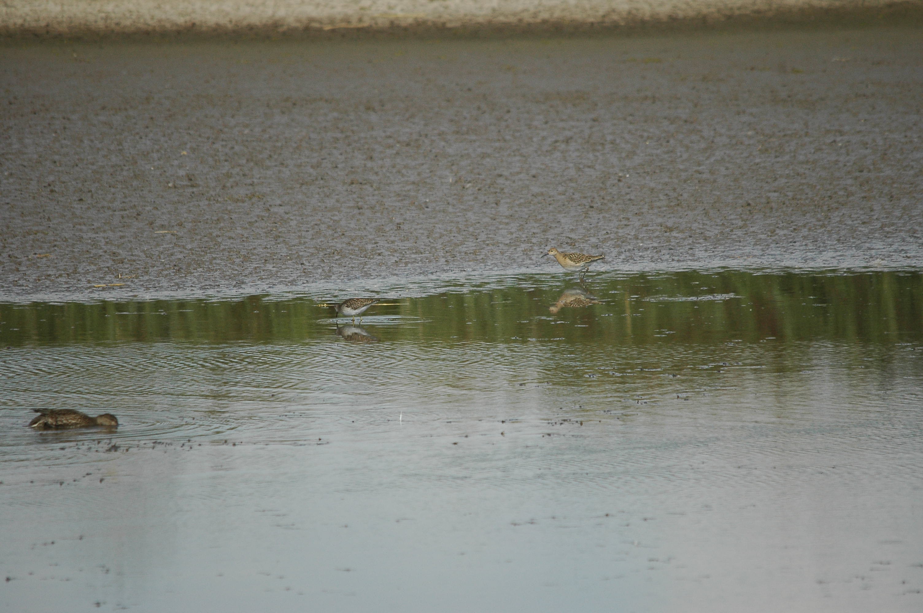 photos/wildlife/Bird_Species/063-Waders/1562-Wood_Sandpiper/DSC_3270.JPG