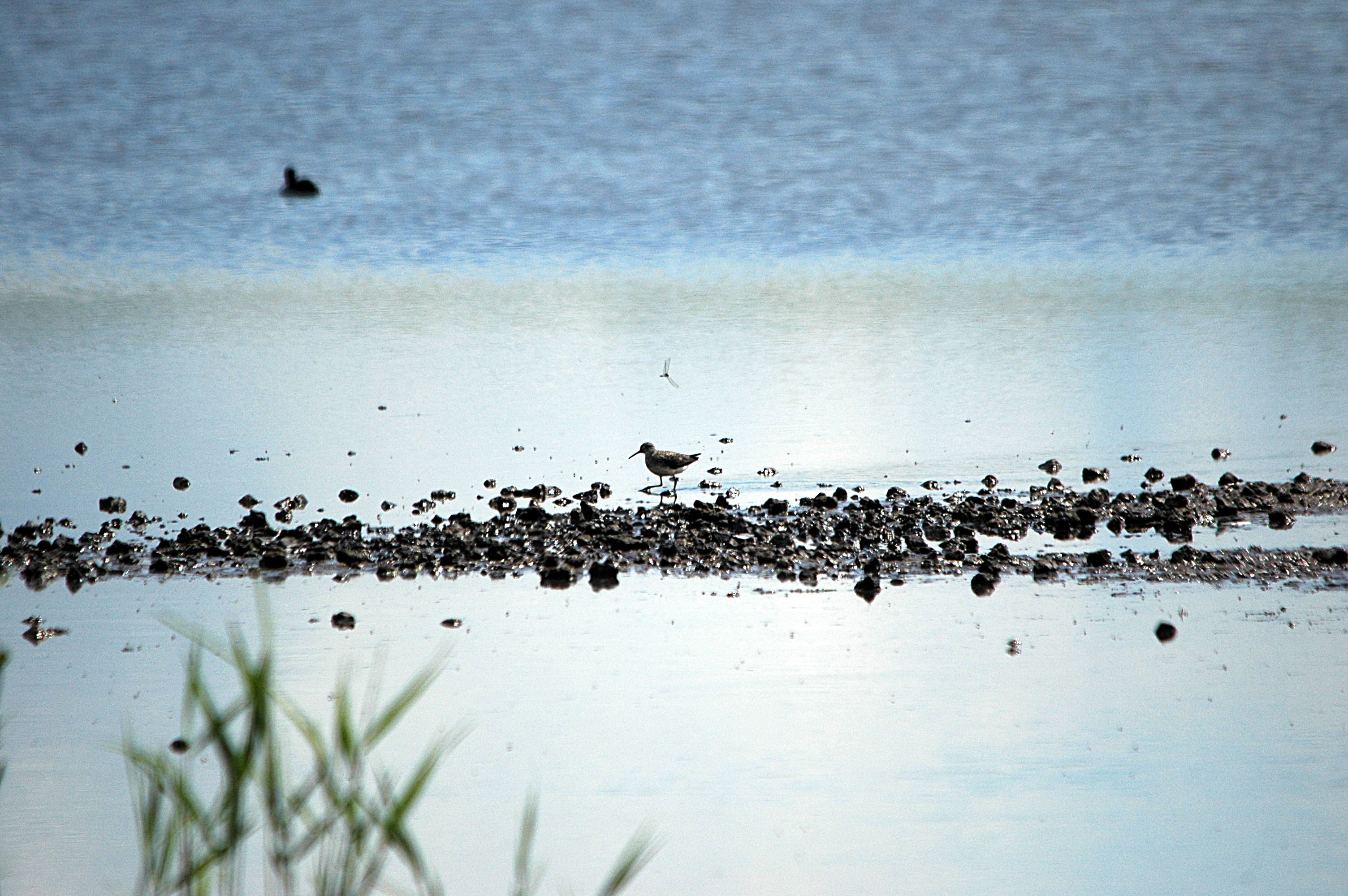 photos/wildlife/Bird_Species/063-Waders/1562-Wood_Sandpiper/DSC_6291.JPG