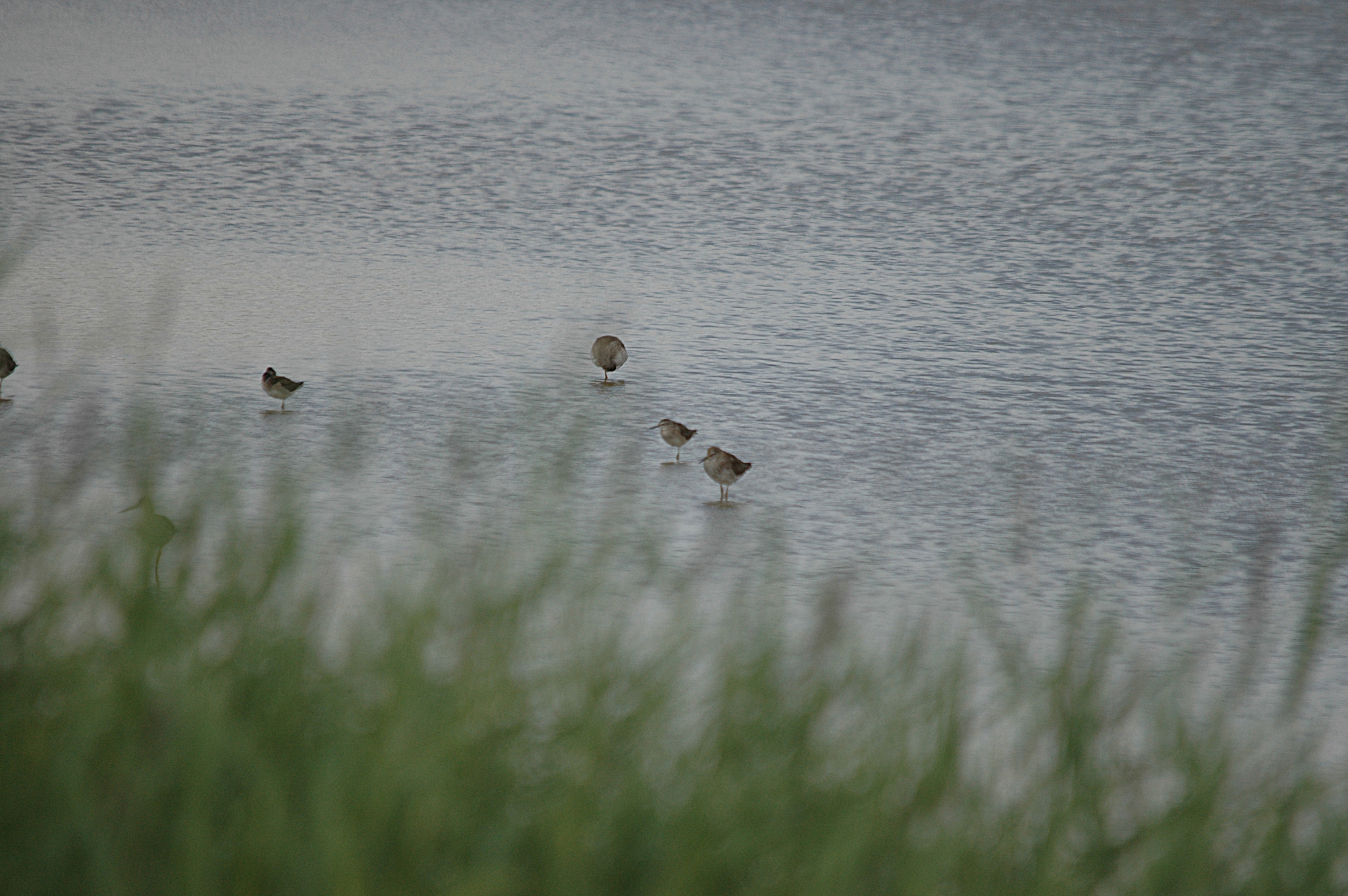 photos/wildlife/Bird_Species/063-Waders/1562-Wood_Sandpiper/DSC_6819.JPG