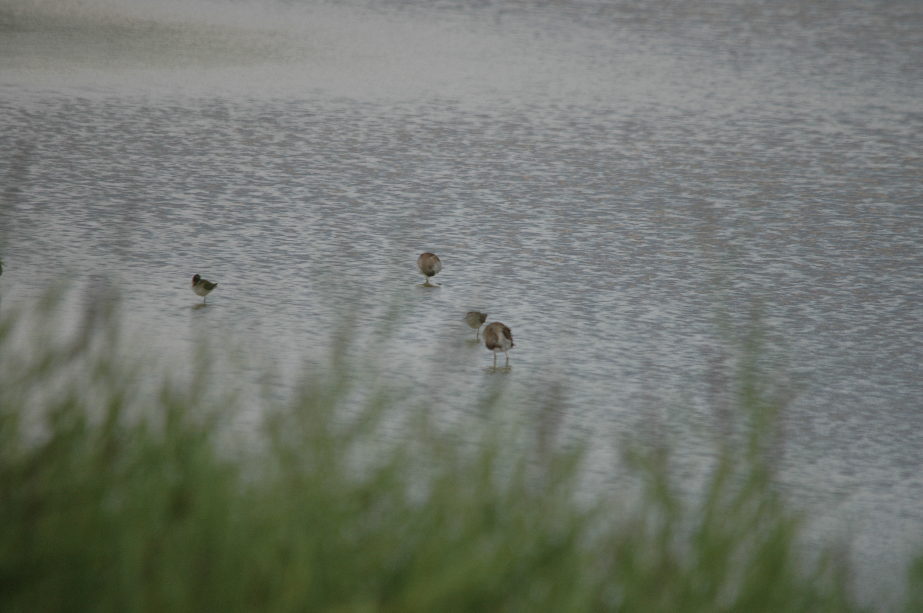 photos/wildlife/Bird_Species/063-Waders/1562-Wood_Sandpiper/DSC_6820.JPG