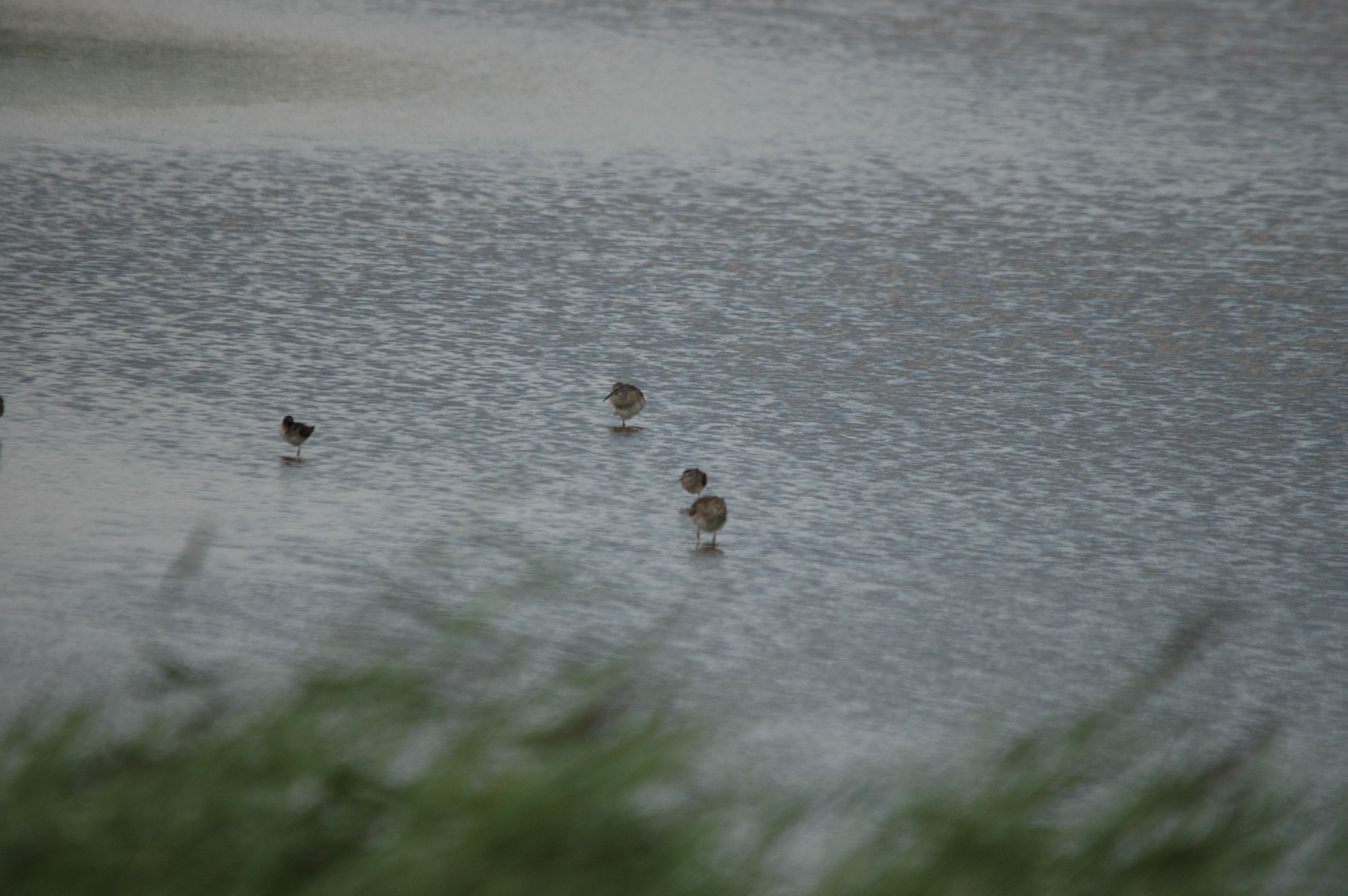 photos/wildlife/Bird_Species/063-Waders/1562-Wood_Sandpiper/DSC_6821.JPG