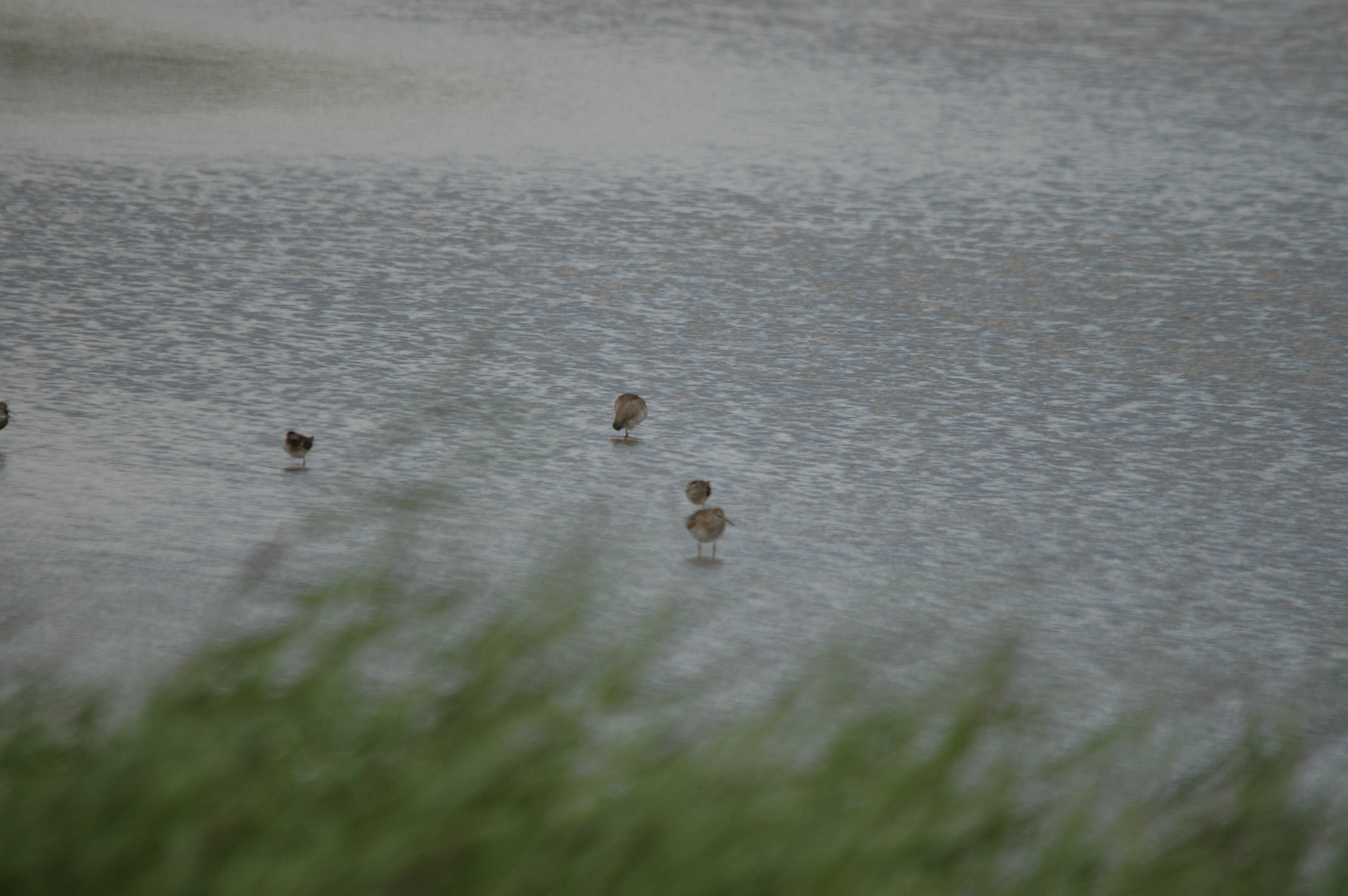 photos/wildlife/Bird_Species/063-Waders/1562-Wood_Sandpiper/DSC_6822.JPG
