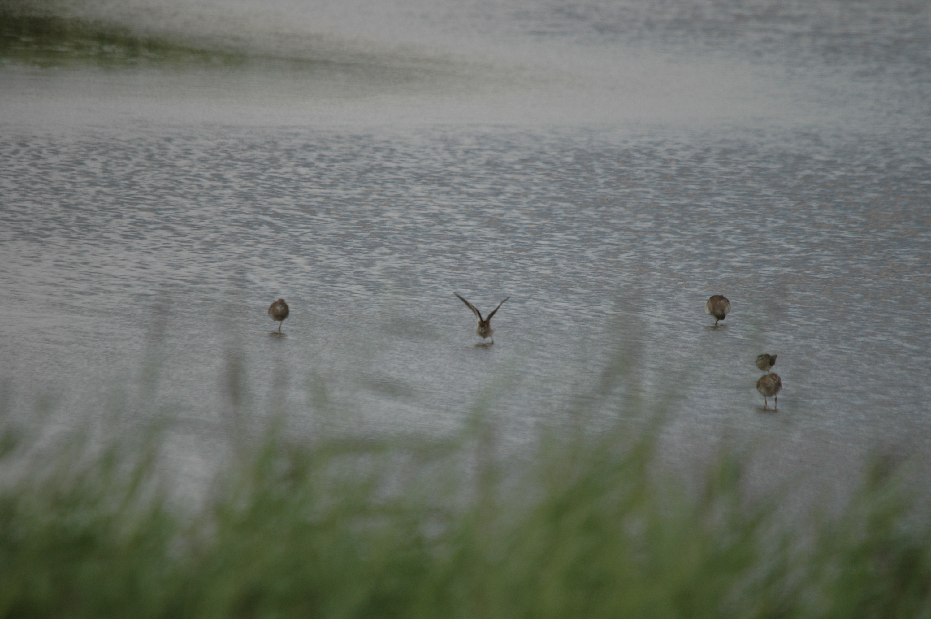 photos/wildlife/Bird_Species/063-Waders/1562-Wood_Sandpiper/DSC_6823.JPG