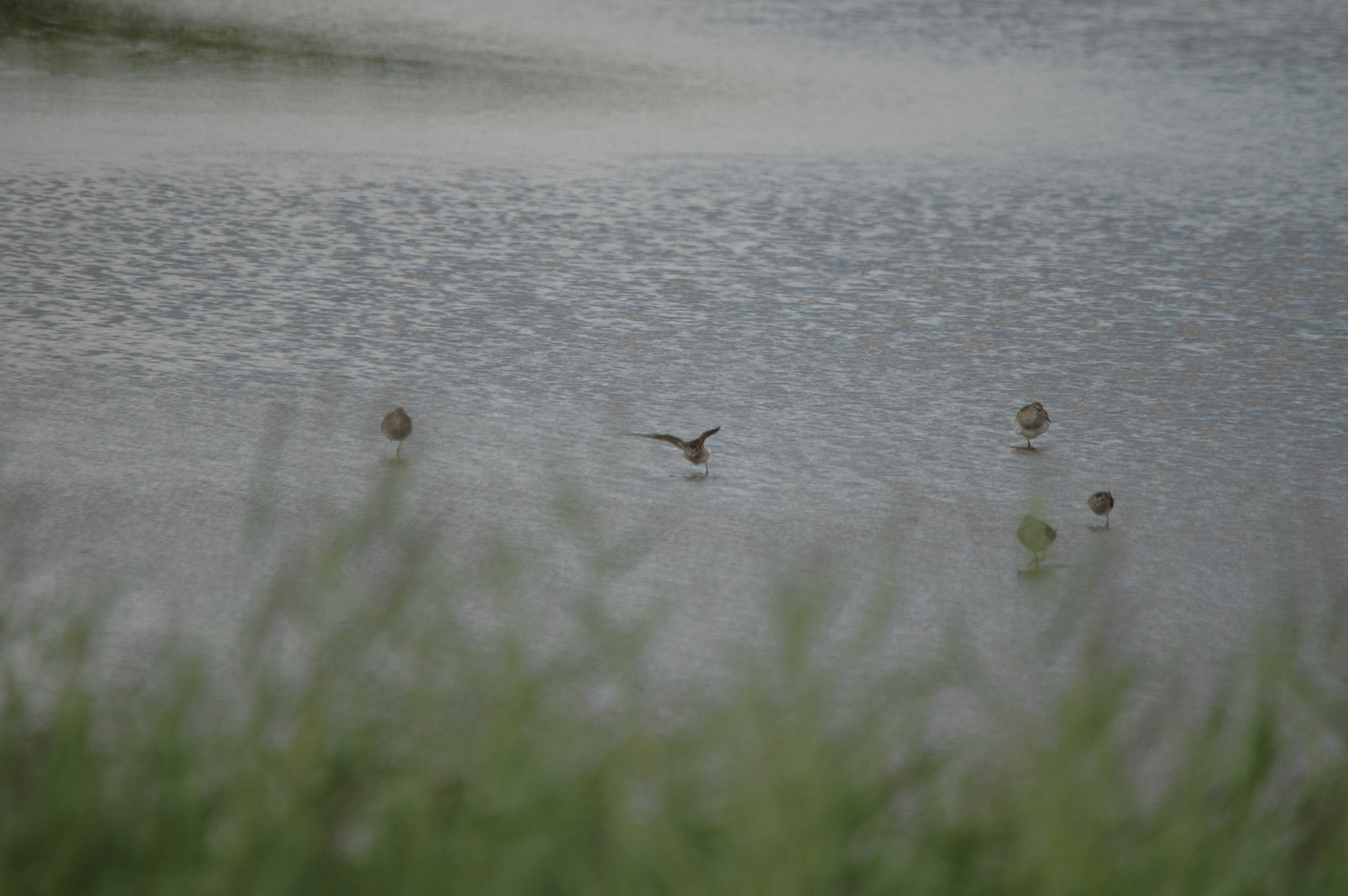 photos/wildlife/Bird_Species/063-Waders/1562-Wood_Sandpiper/DSC_6824.JPG