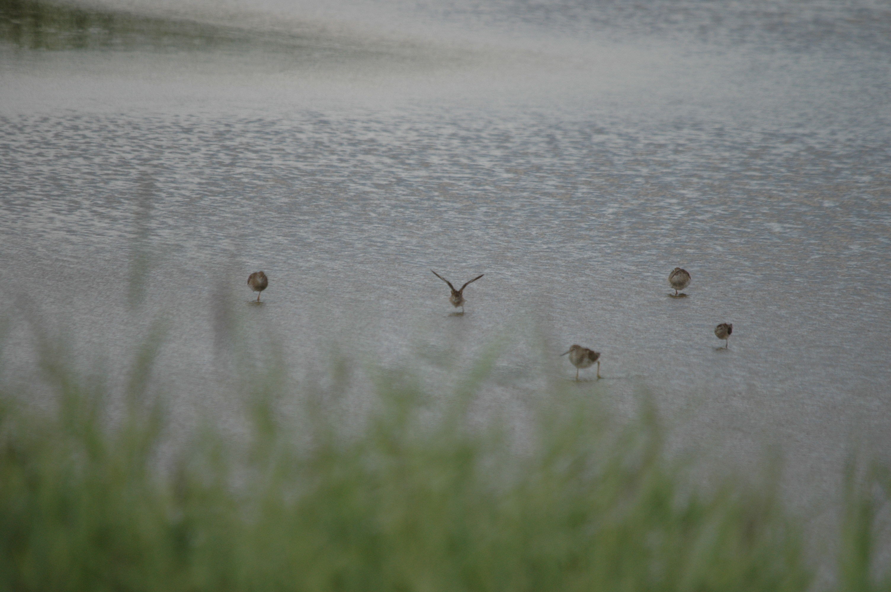 photos/wildlife/Bird_Species/063-Waders/1562-Wood_Sandpiper/DSC_6825.JPG
