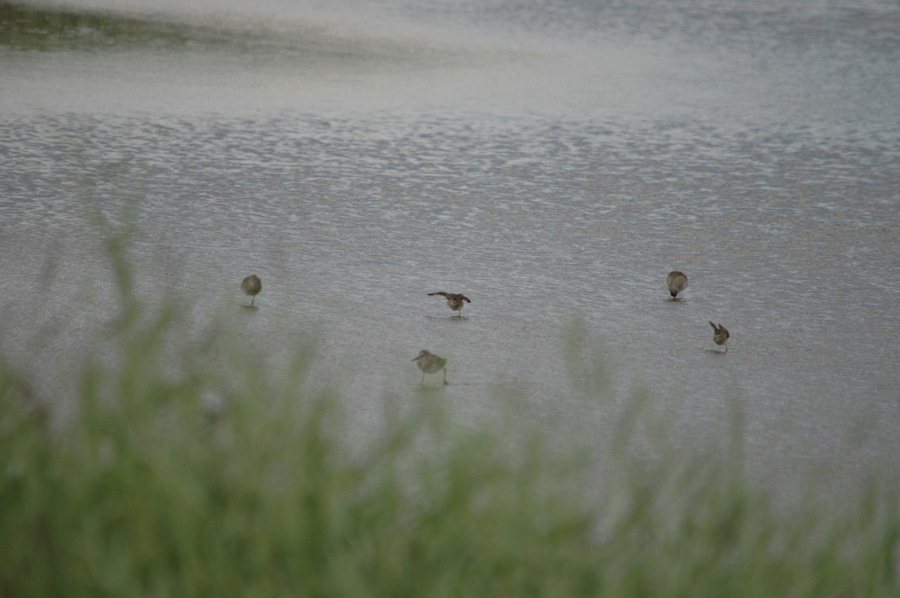 photos/wildlife/Bird_Species/063-Waders/1562-Wood_Sandpiper/DSC_6826.JPG