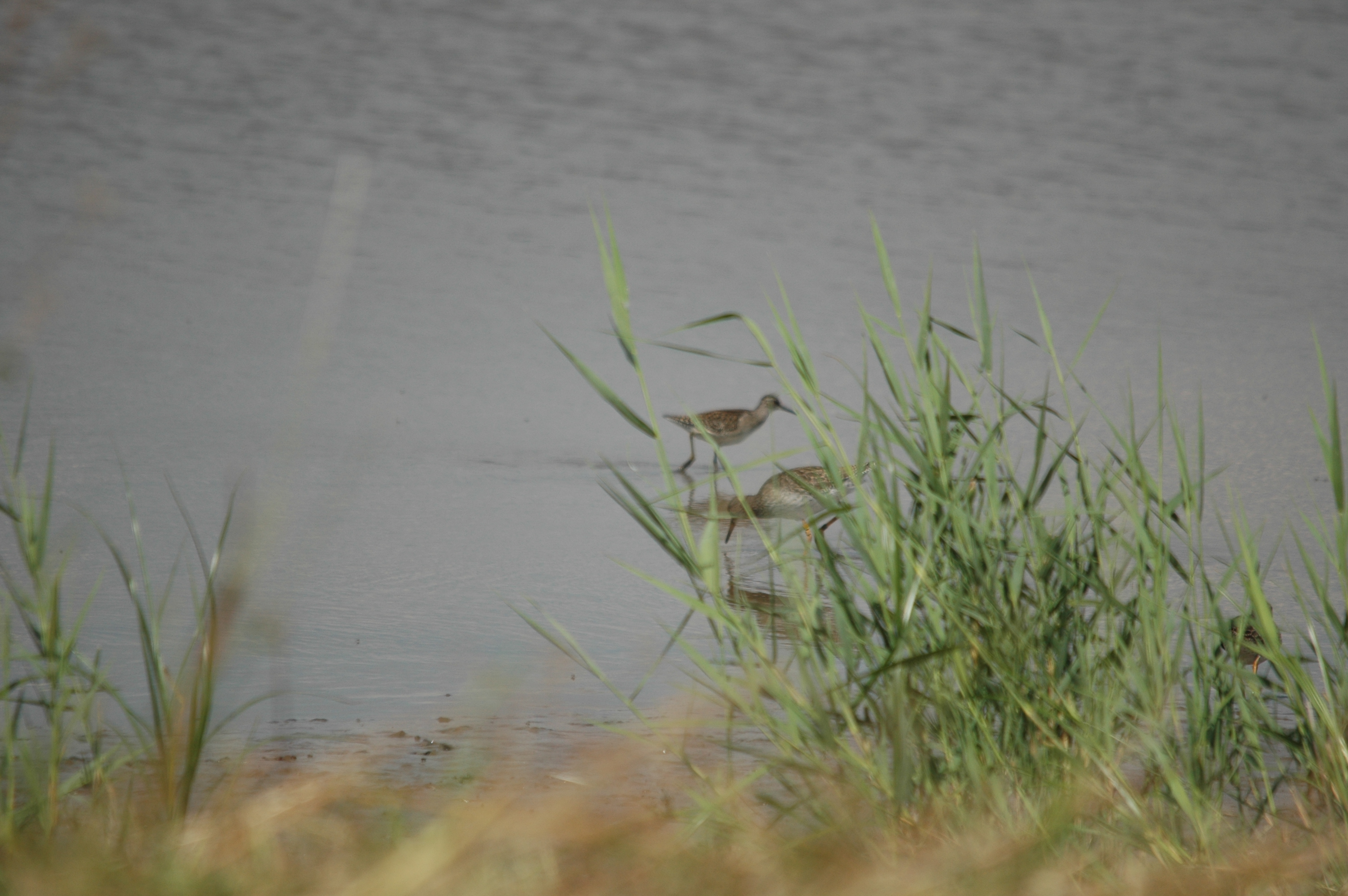 photos/wildlife/Bird_Species/063-Waders/1562-Wood_Sandpiper/DSC_6828.JPG