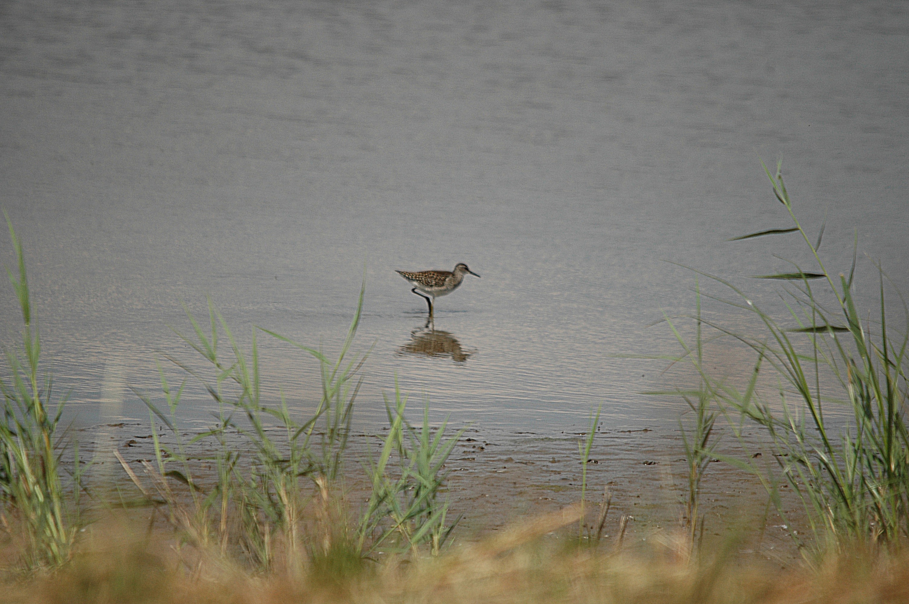 photos/wildlife/Bird_Species/063-Waders/1562-Wood_Sandpiper/DSC_6830.JPG