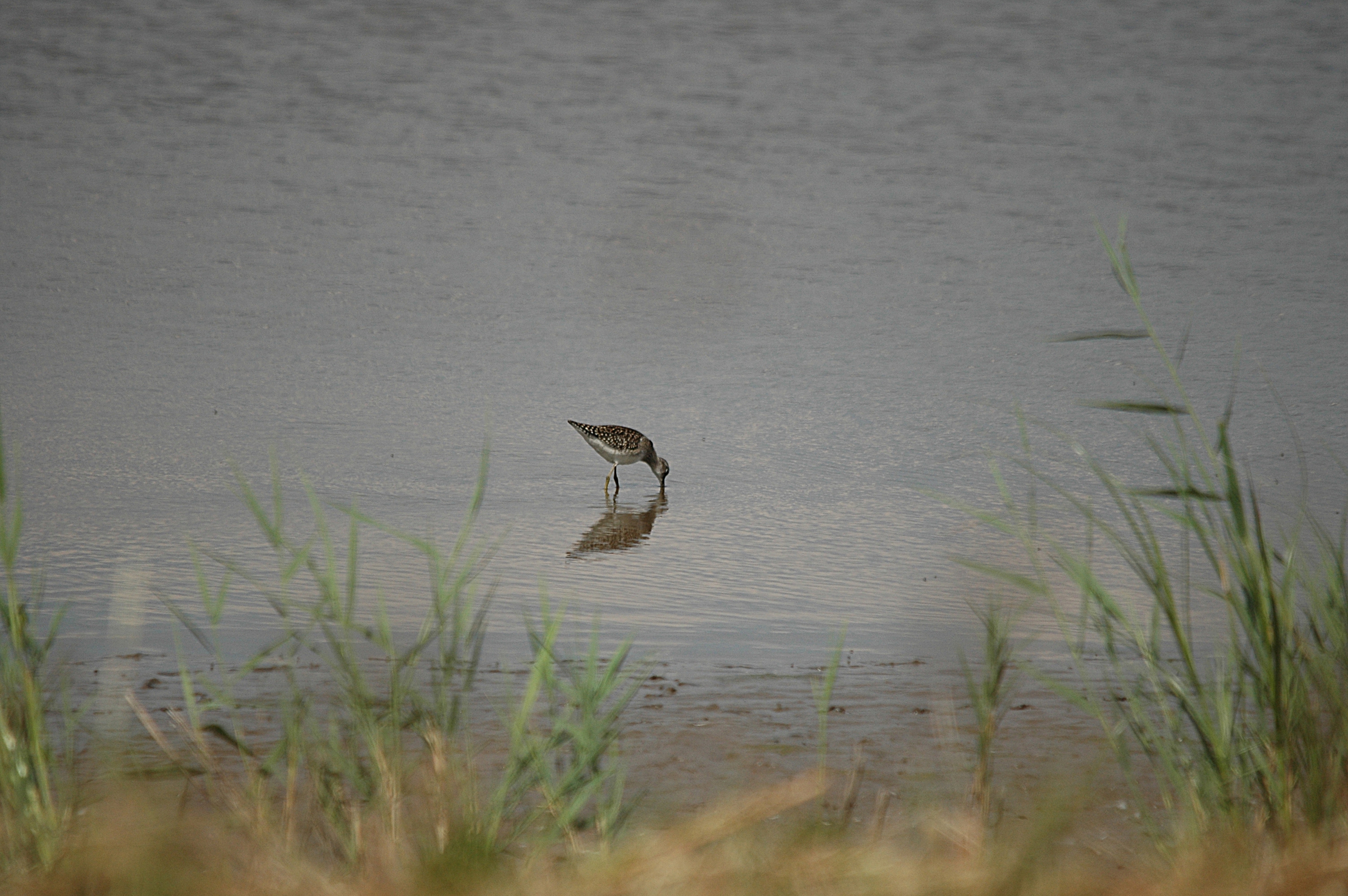 photos/wildlife/Bird_Species/063-Waders/1562-Wood_Sandpiper/DSC_6831.JPG
