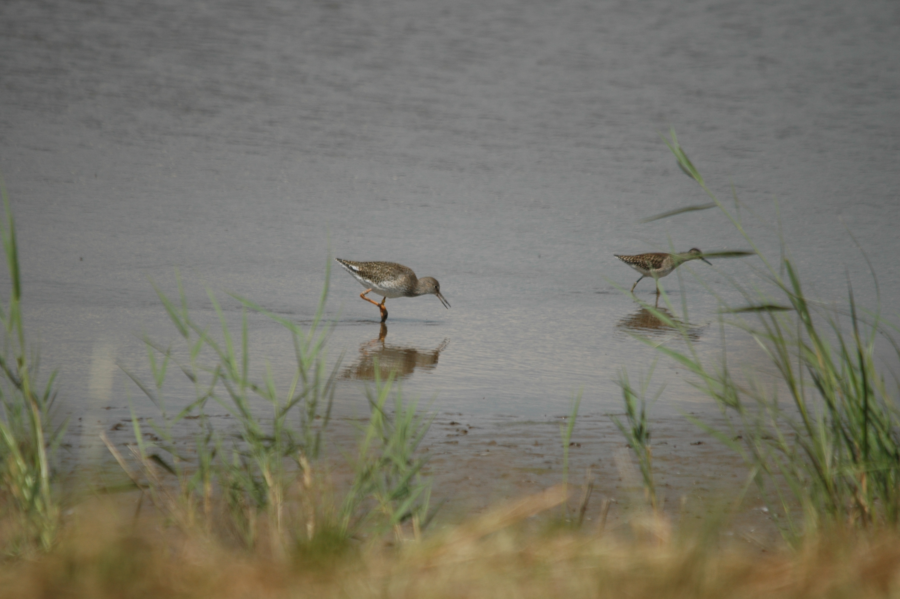photos/wildlife/Bird_Species/063-Waders/1562-Wood_Sandpiper/DSC_6832.JPG