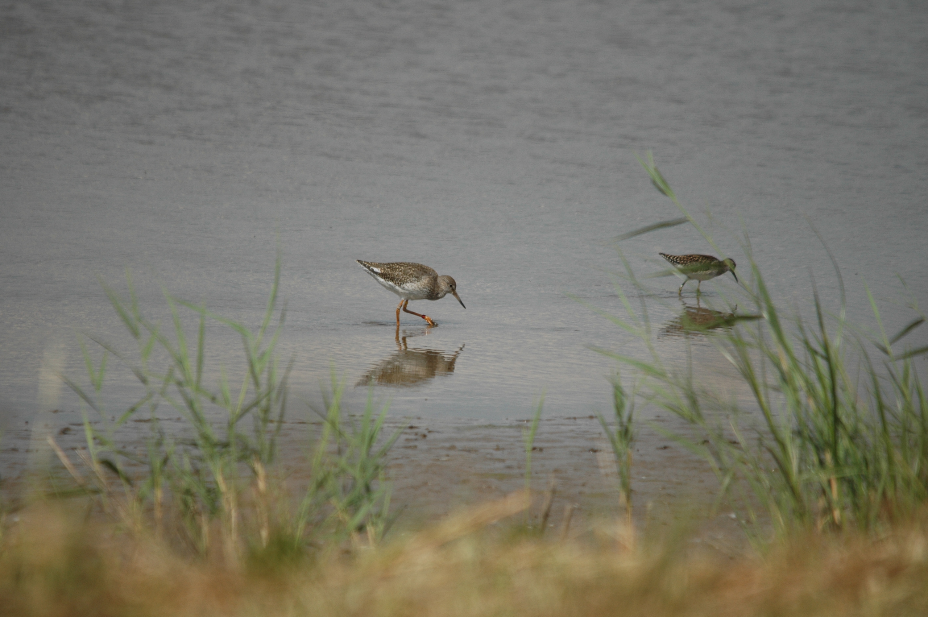 photos/wildlife/Bird_Species/063-Waders/1562-Wood_Sandpiper/DSC_6833.JPG