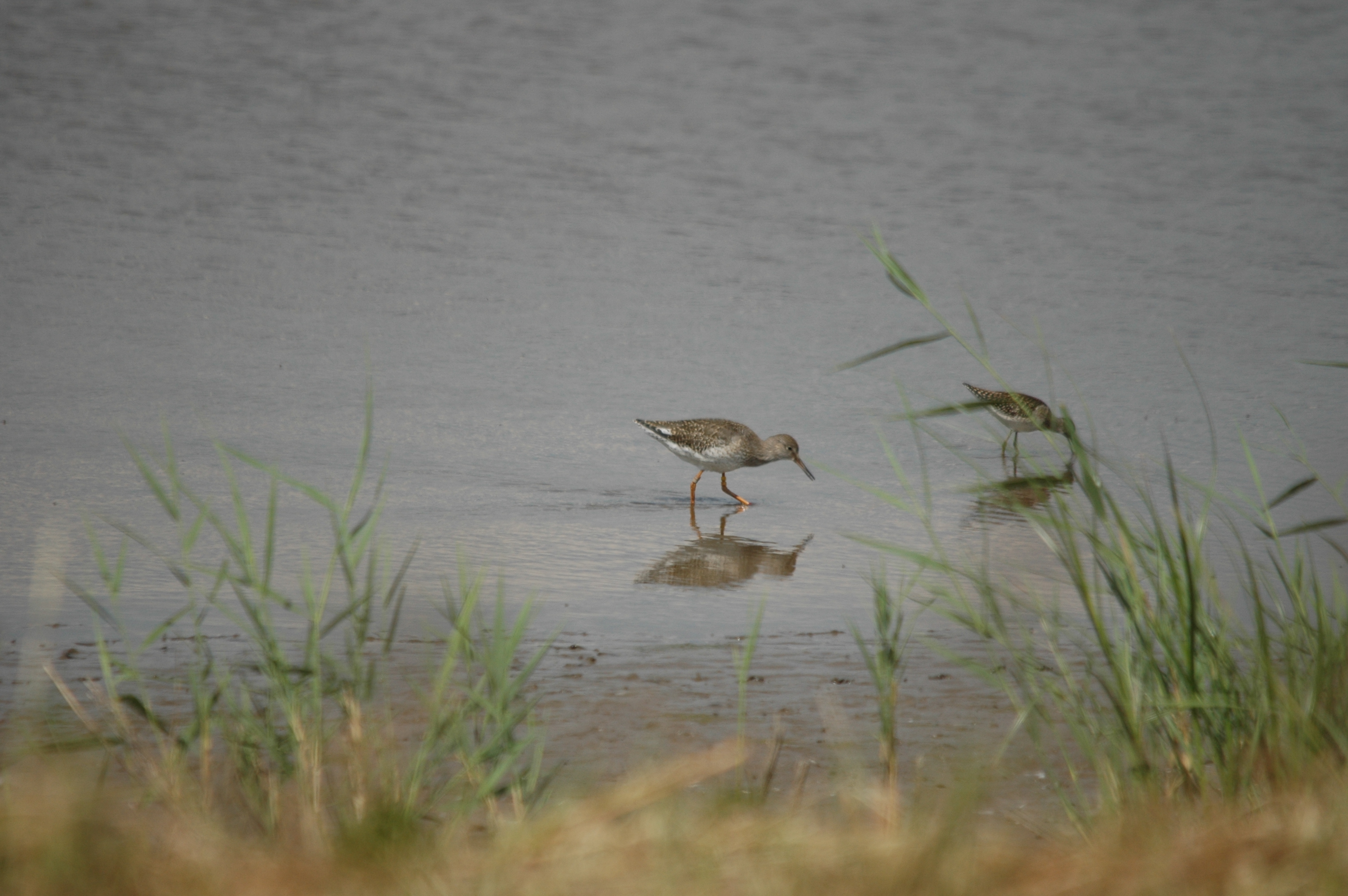 photos/wildlife/Bird_Species/063-Waders/1562-Wood_Sandpiper/DSC_6834.JPG