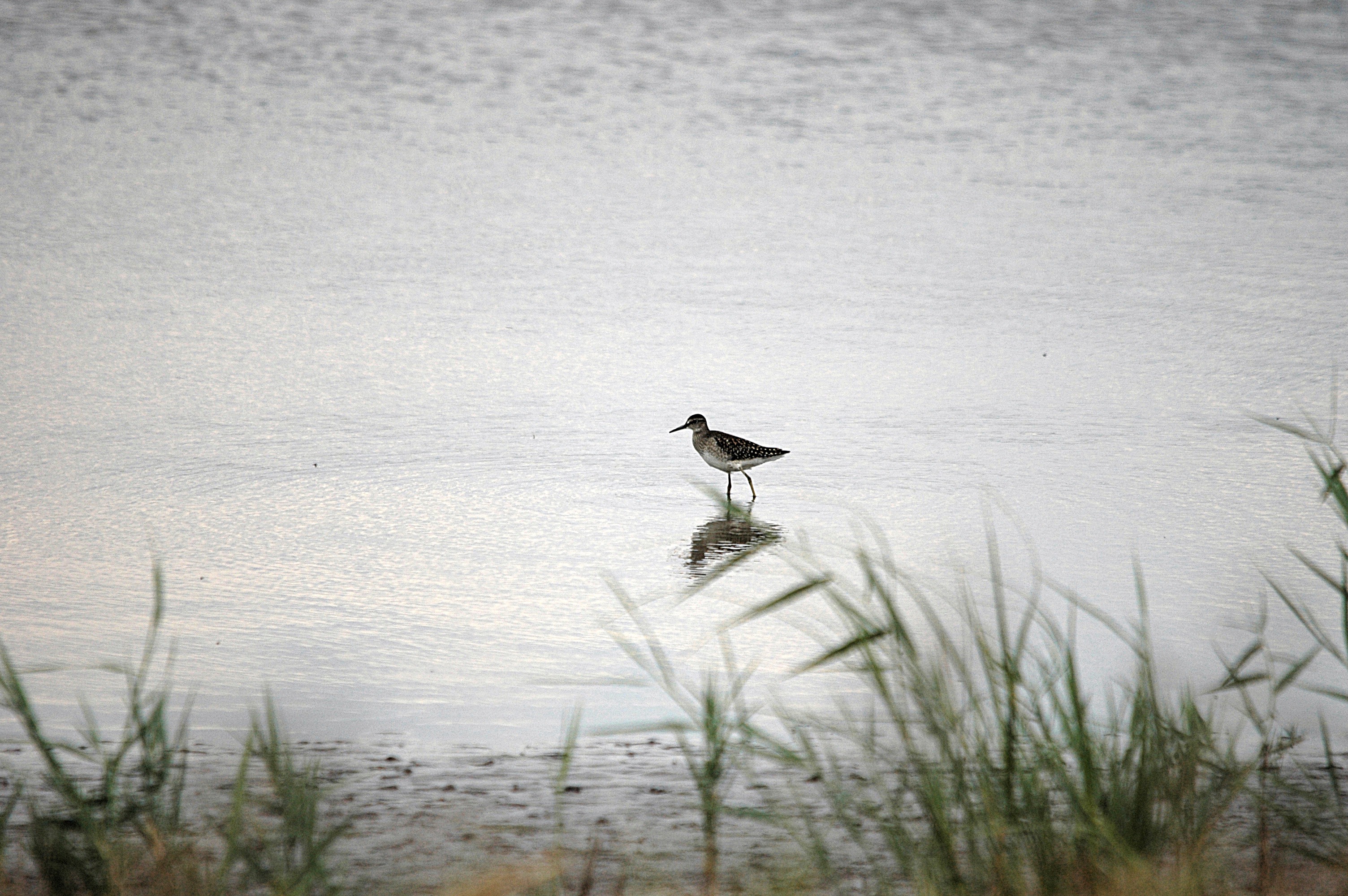 photos/wildlife/Bird_Species/063-Waders/1562-Wood_Sandpiper/DSC_6838.JPG