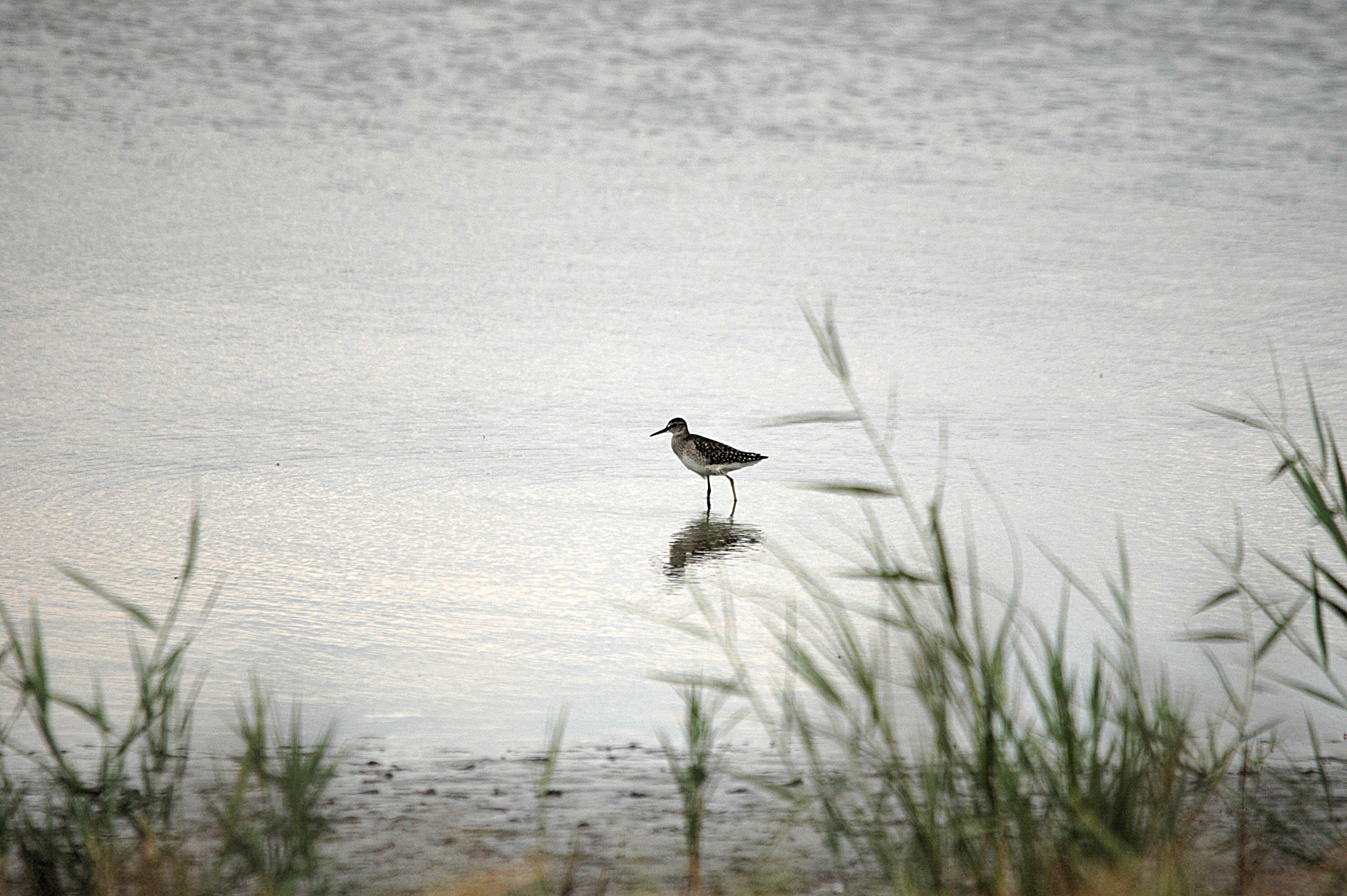 photos/wildlife/Bird_Species/063-Waders/1562-Wood_Sandpiper/DSC_6839.JPG