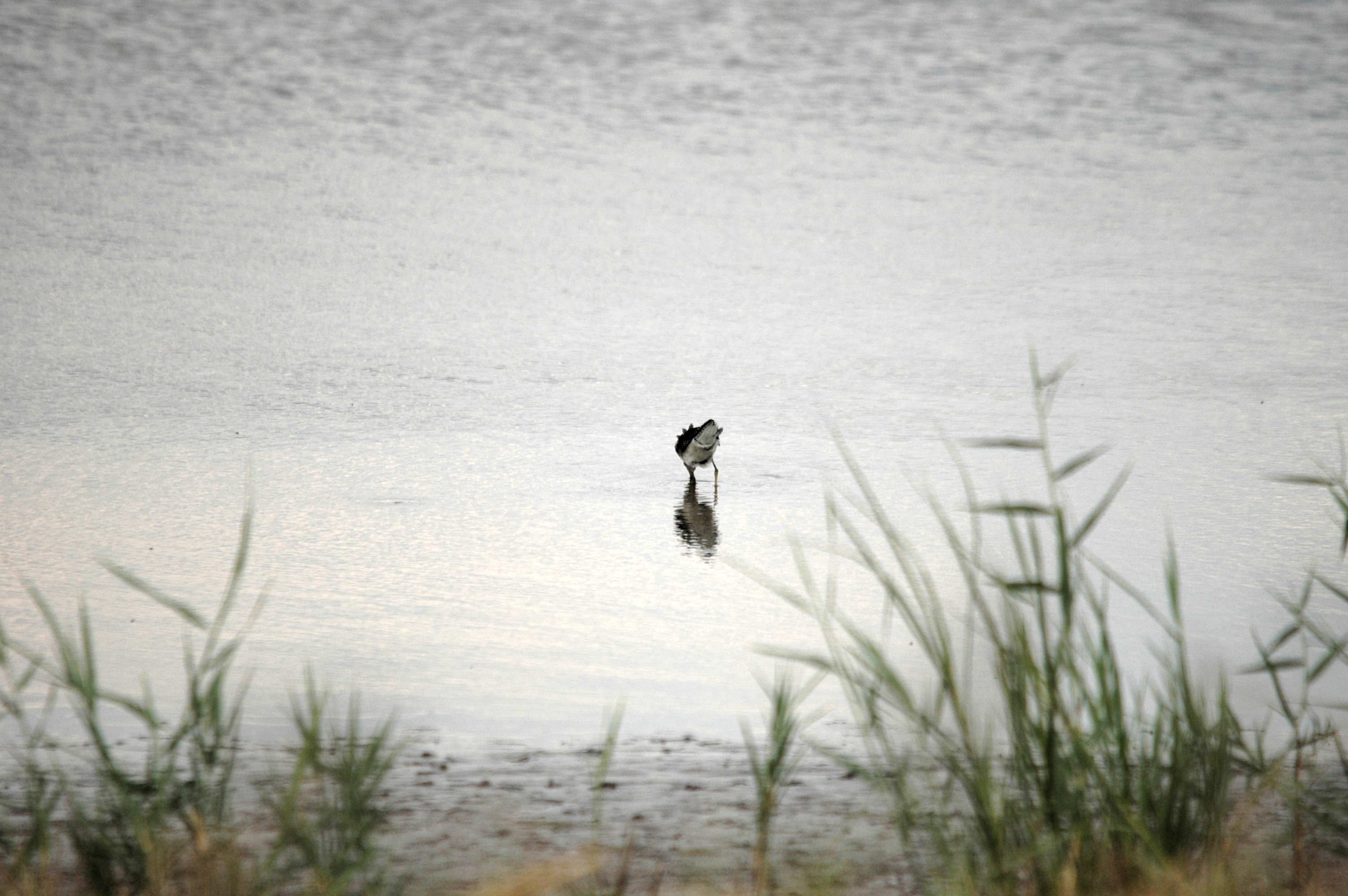 photos/wildlife/Bird_Species/063-Waders/1562-Wood_Sandpiper/DSC_6840.JPG