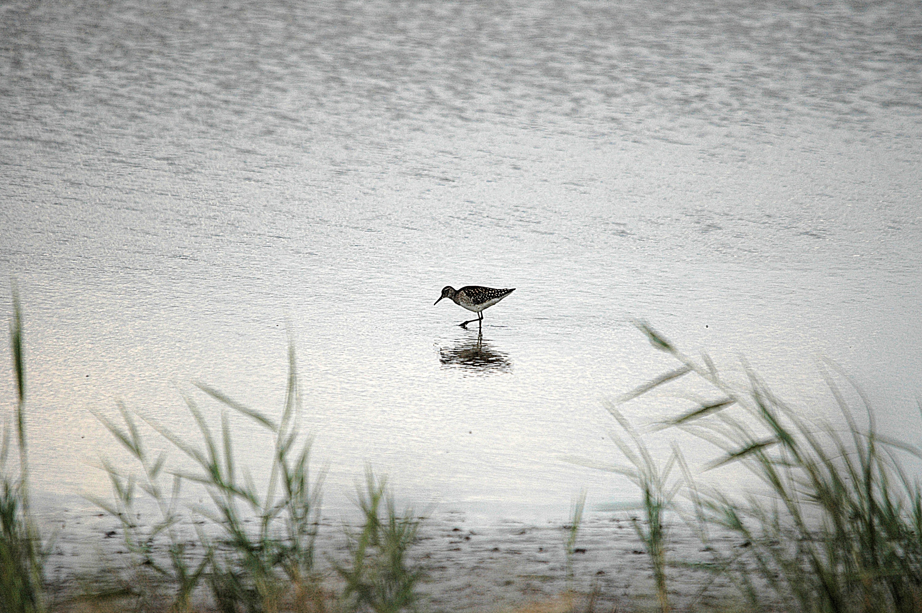 photos/wildlife/Bird_Species/063-Waders/1562-Wood_Sandpiper/DSC_6841.JPG