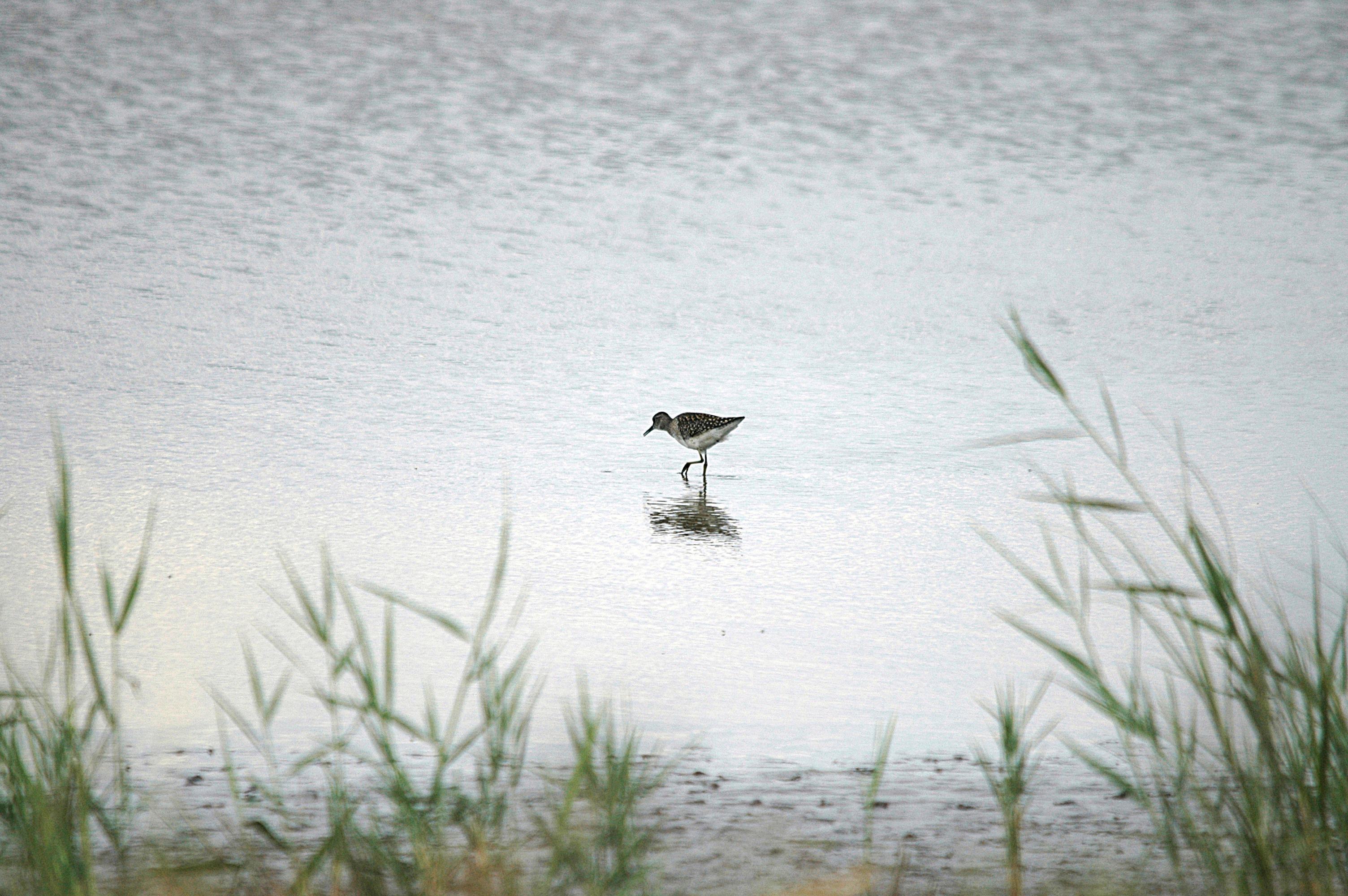 photos/wildlife/Bird_Species/063-Waders/1562-Wood_Sandpiper/DSC_6842.JPG