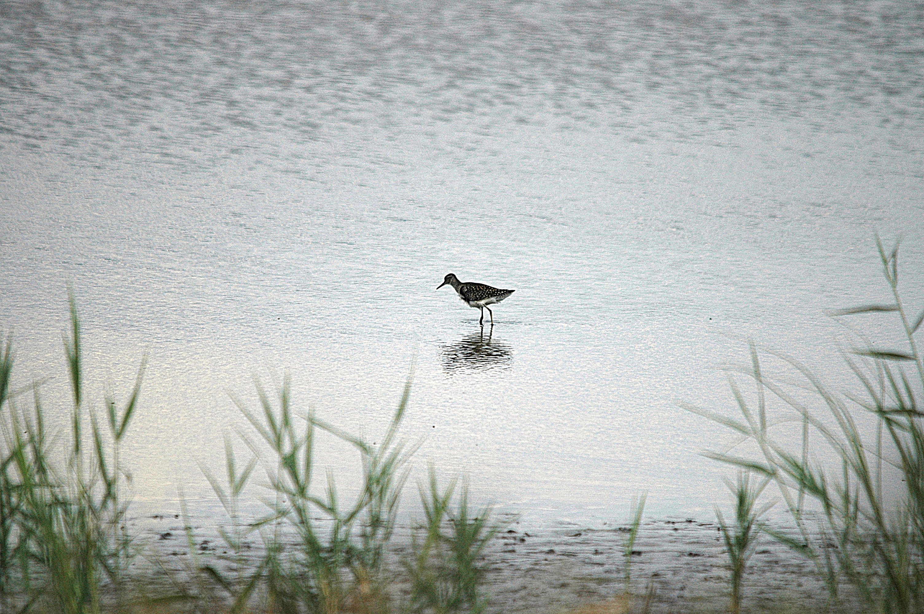 photos/wildlife/Bird_Species/063-Waders/1562-Wood_Sandpiper/DSC_6843.JPG