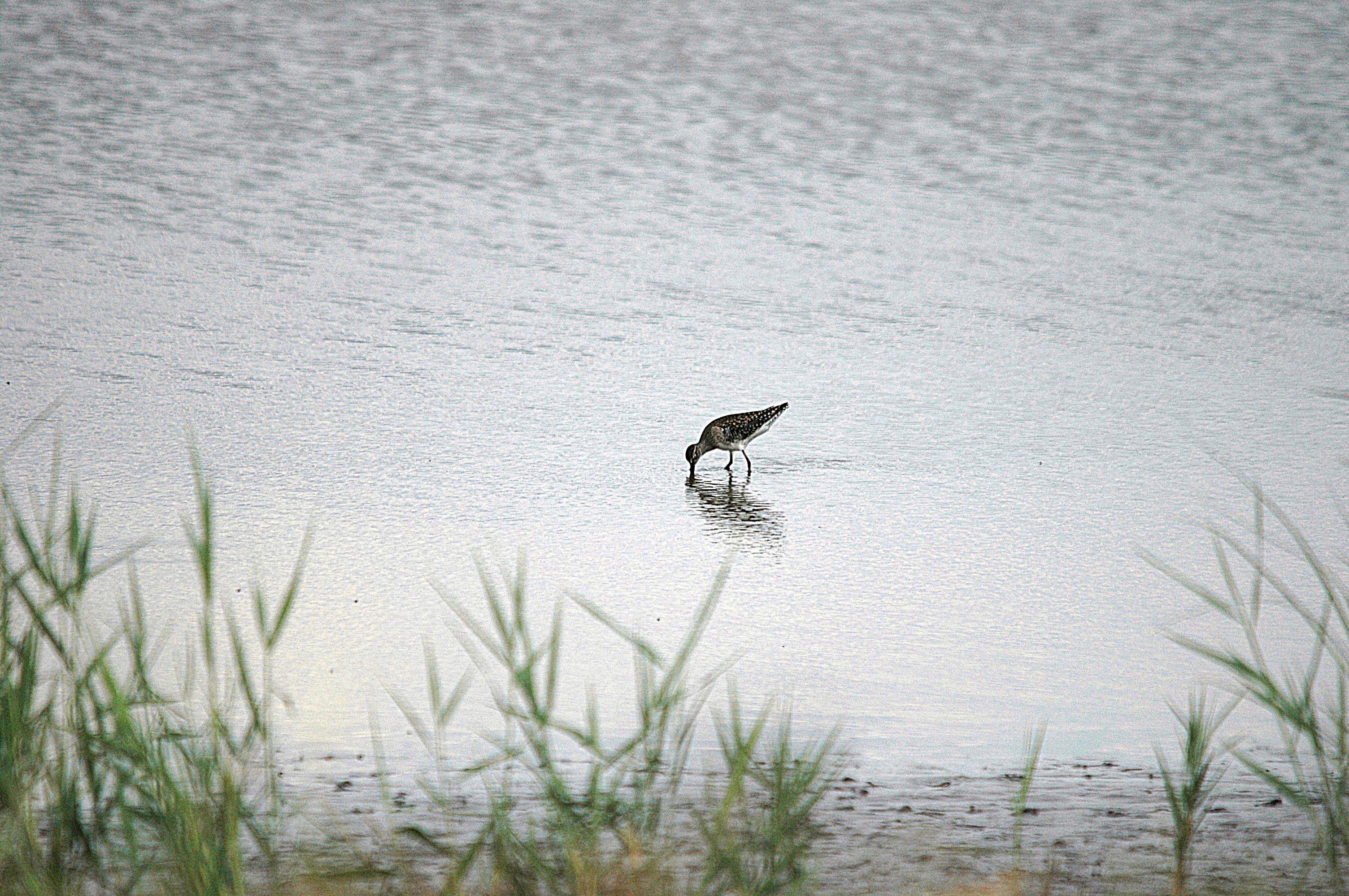 photos/wildlife/Bird_Species/063-Waders/1562-Wood_Sandpiper/DSC_6844.JPG