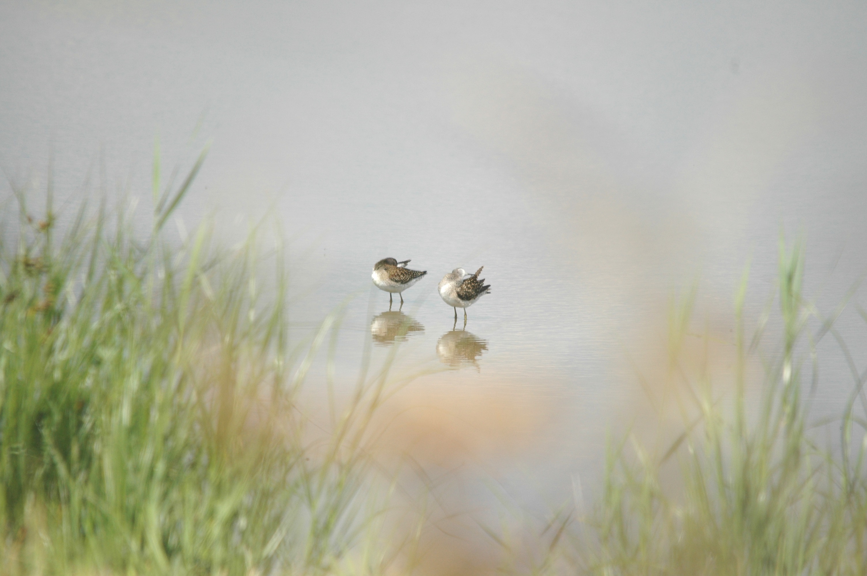 photos/wildlife/Bird_Species/063-Waders/1562-Wood_Sandpiper/DSC_6868.JPG