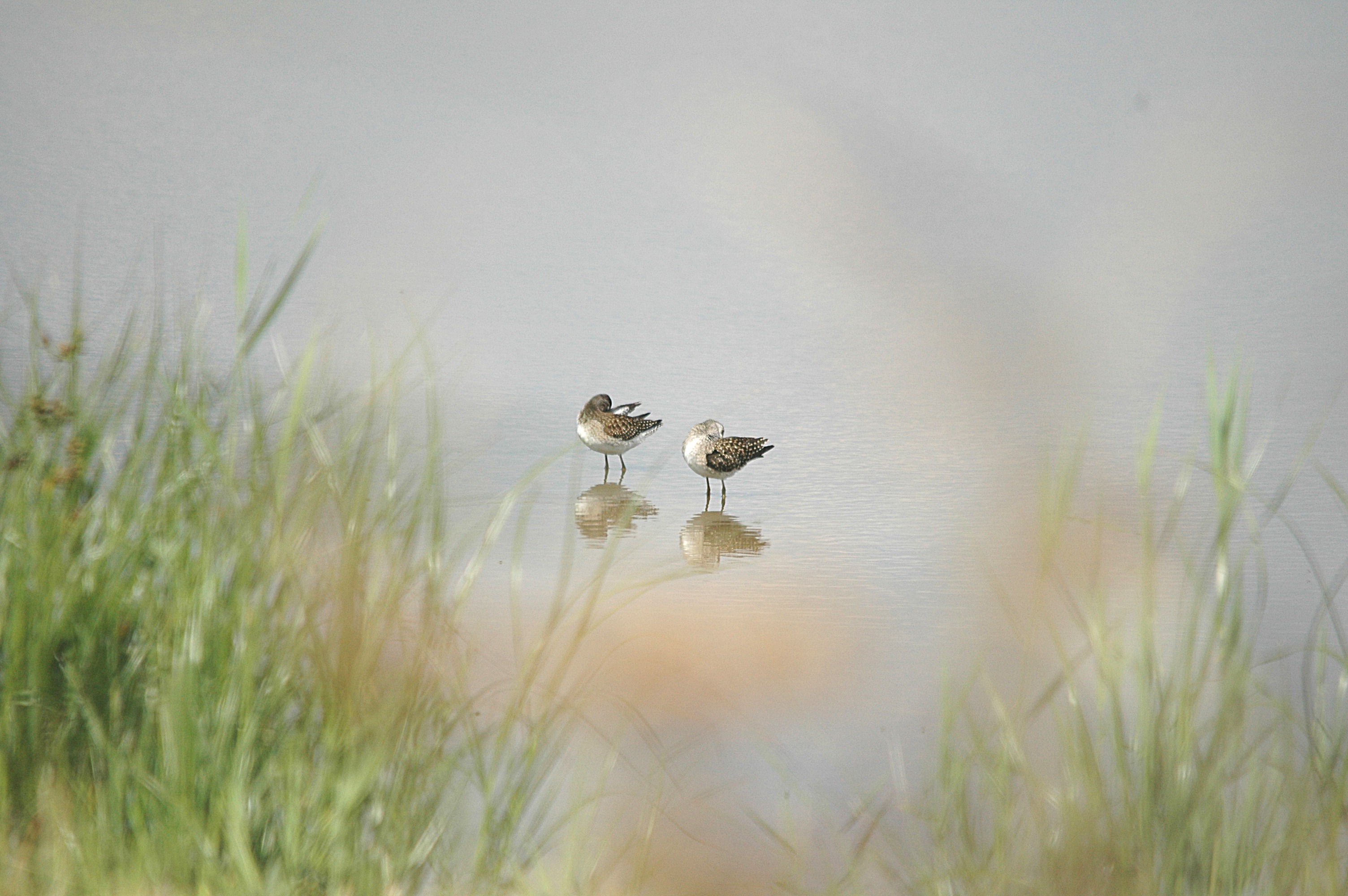 photos/wildlife/Bird_Species/063-Waders/1562-Wood_Sandpiper/DSC_6869.JPG