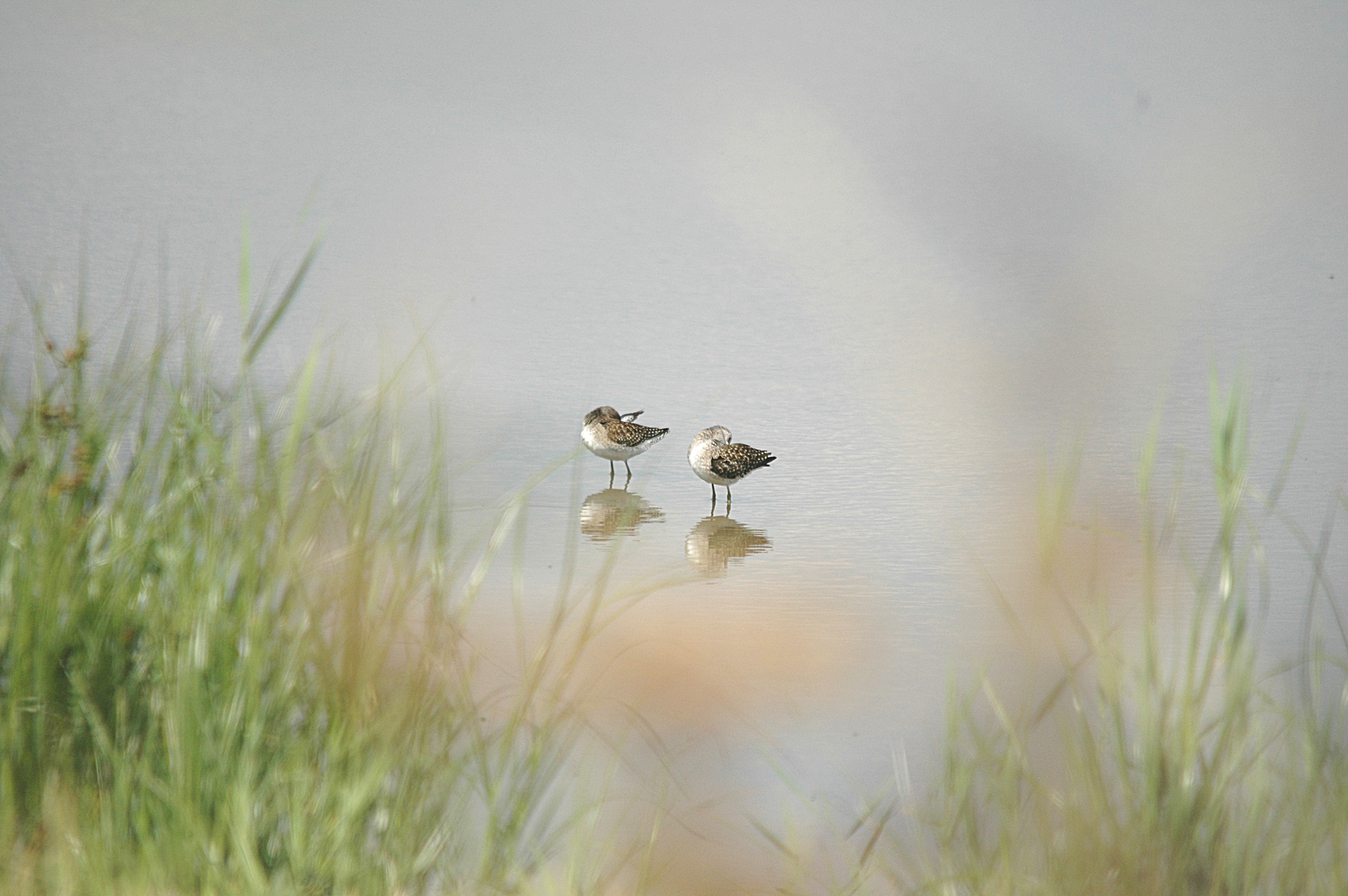 photos/wildlife/Bird_Species/063-Waders/1562-Wood_Sandpiper/DSC_6870.JPG