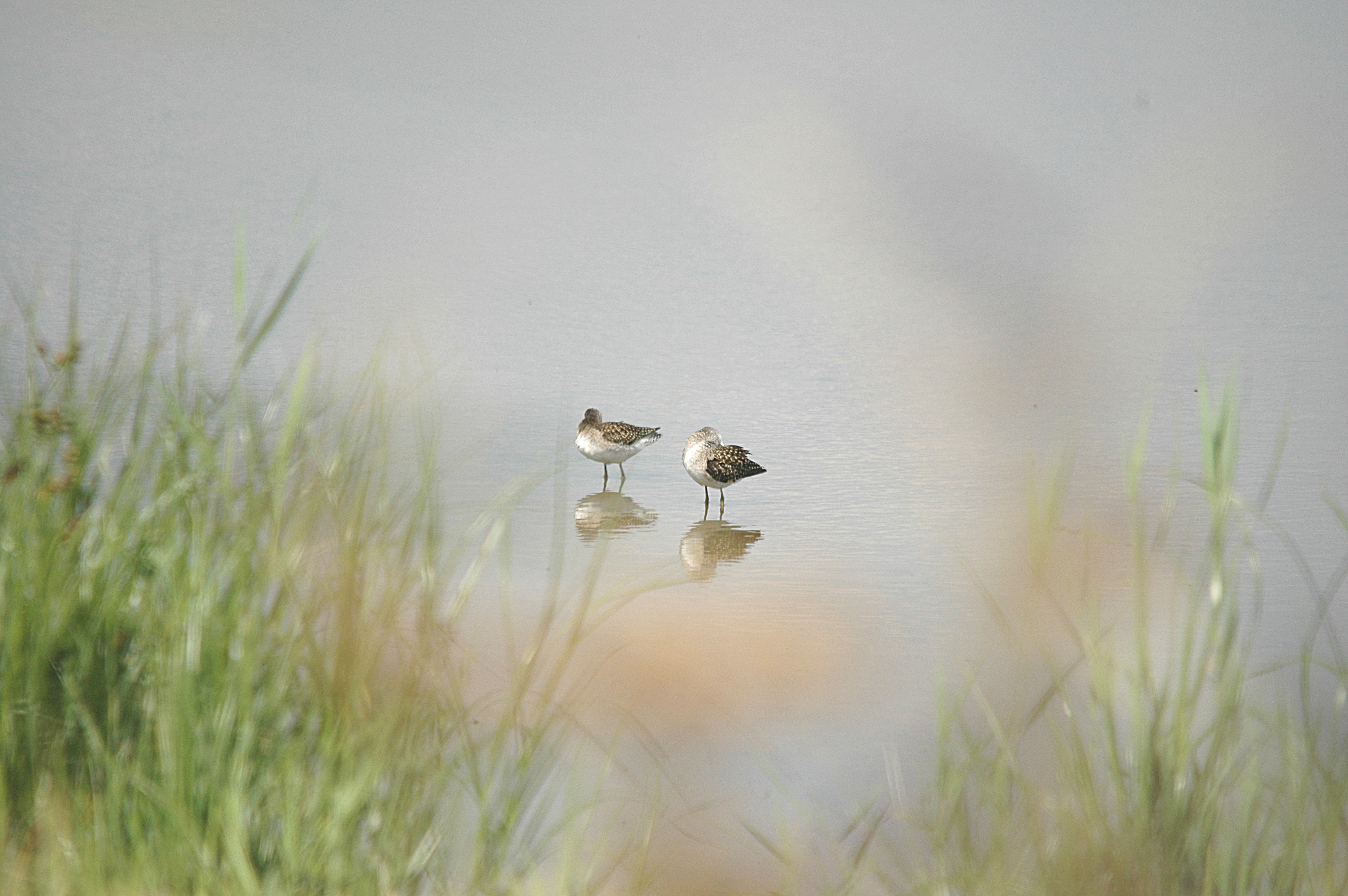 photos/wildlife/Bird_Species/063-Waders/1562-Wood_Sandpiper/DSC_6871.JPG
