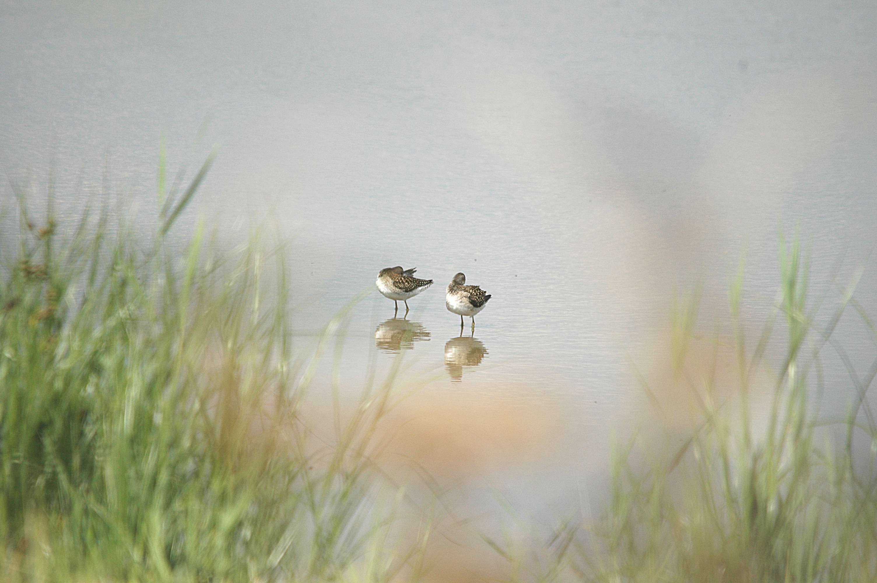 photos/wildlife/Bird_Species/063-Waders/1562-Wood_Sandpiper/DSC_6872.JPG