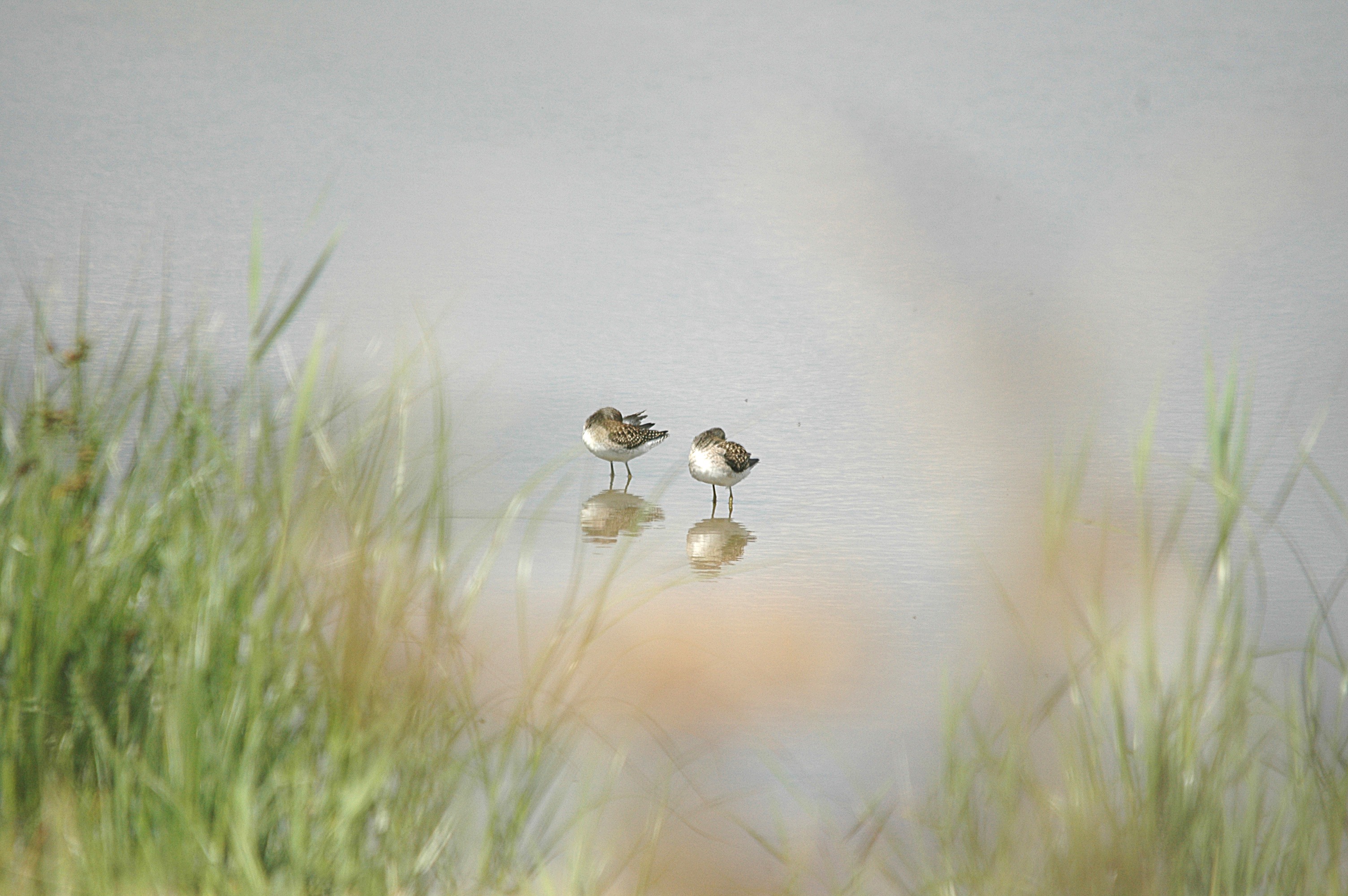 photos/wildlife/Bird_Species/063-Waders/1562-Wood_Sandpiper/DSC_6873.JPG