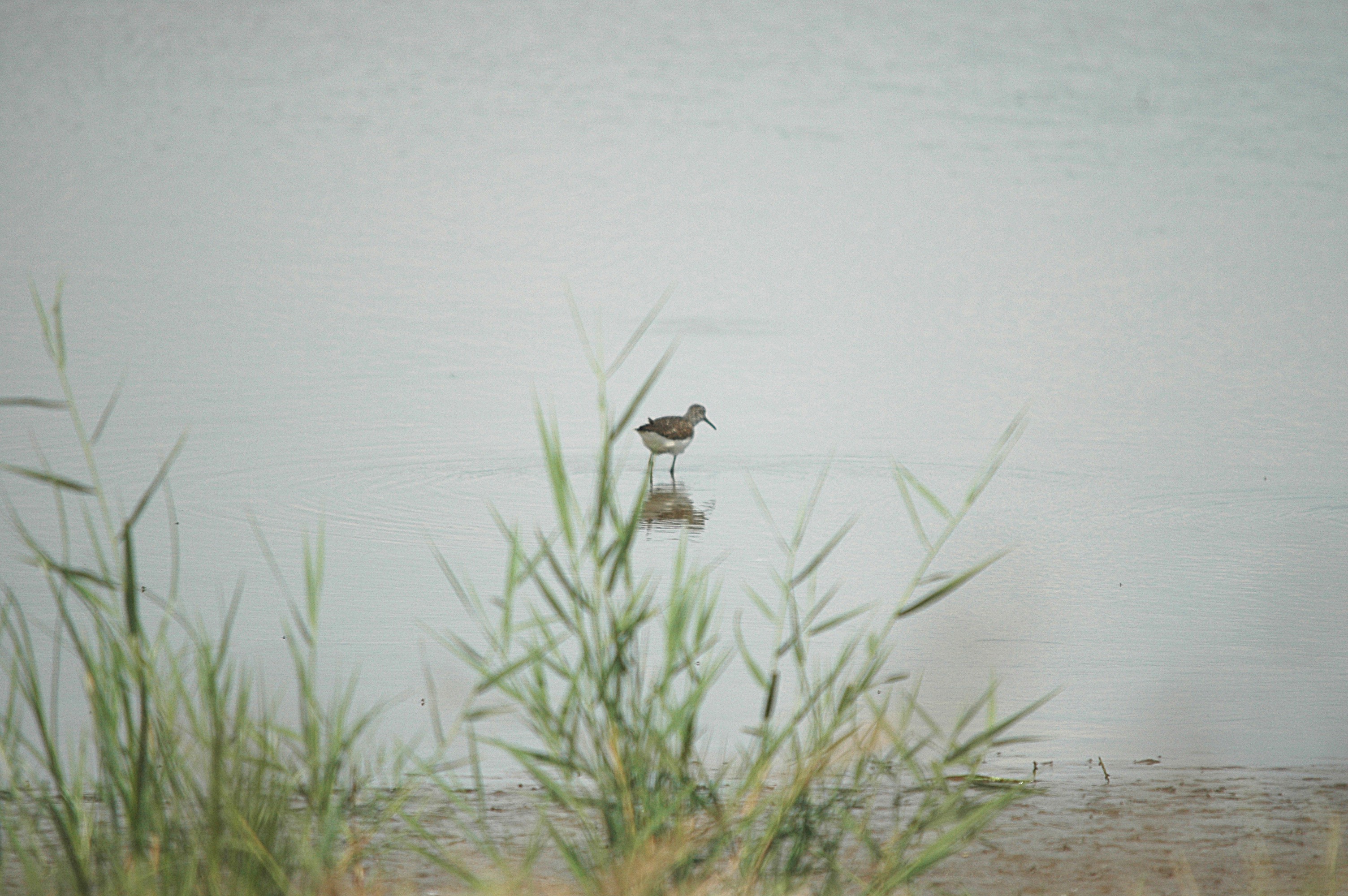 photos/wildlife/Bird_Species/063-Waders/1562-Wood_Sandpiper/DSC_6877.JPG