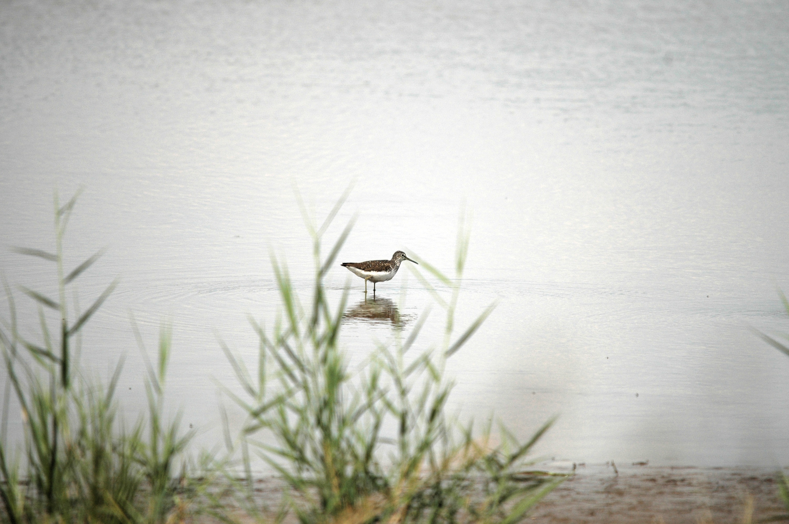 photos/wildlife/Bird_Species/063-Waders/1562-Wood_Sandpiper/DSC_6878.JPG