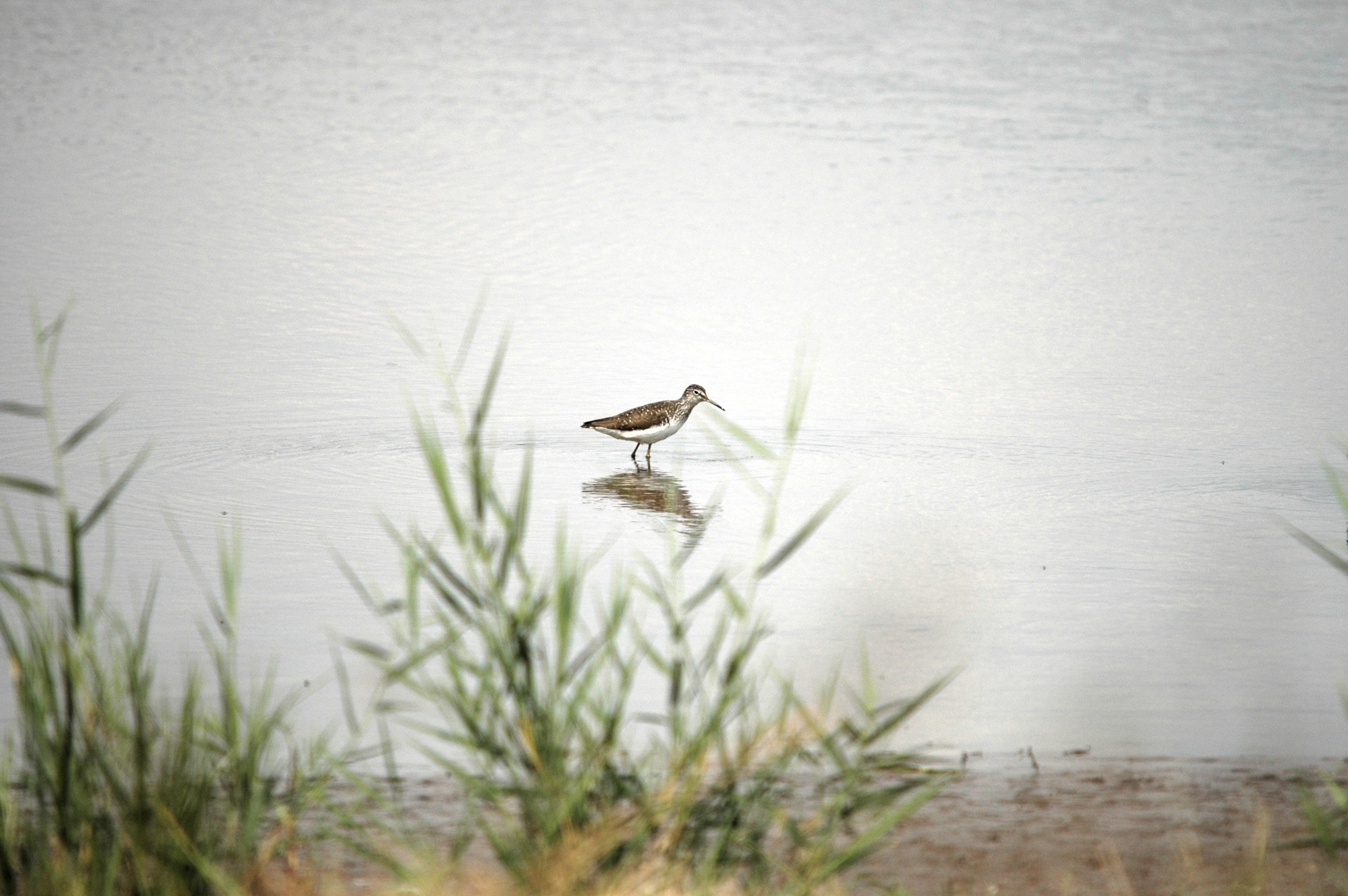 photos/wildlife/Bird_Species/063-Waders/1562-Wood_Sandpiper/DSC_6879.JPG