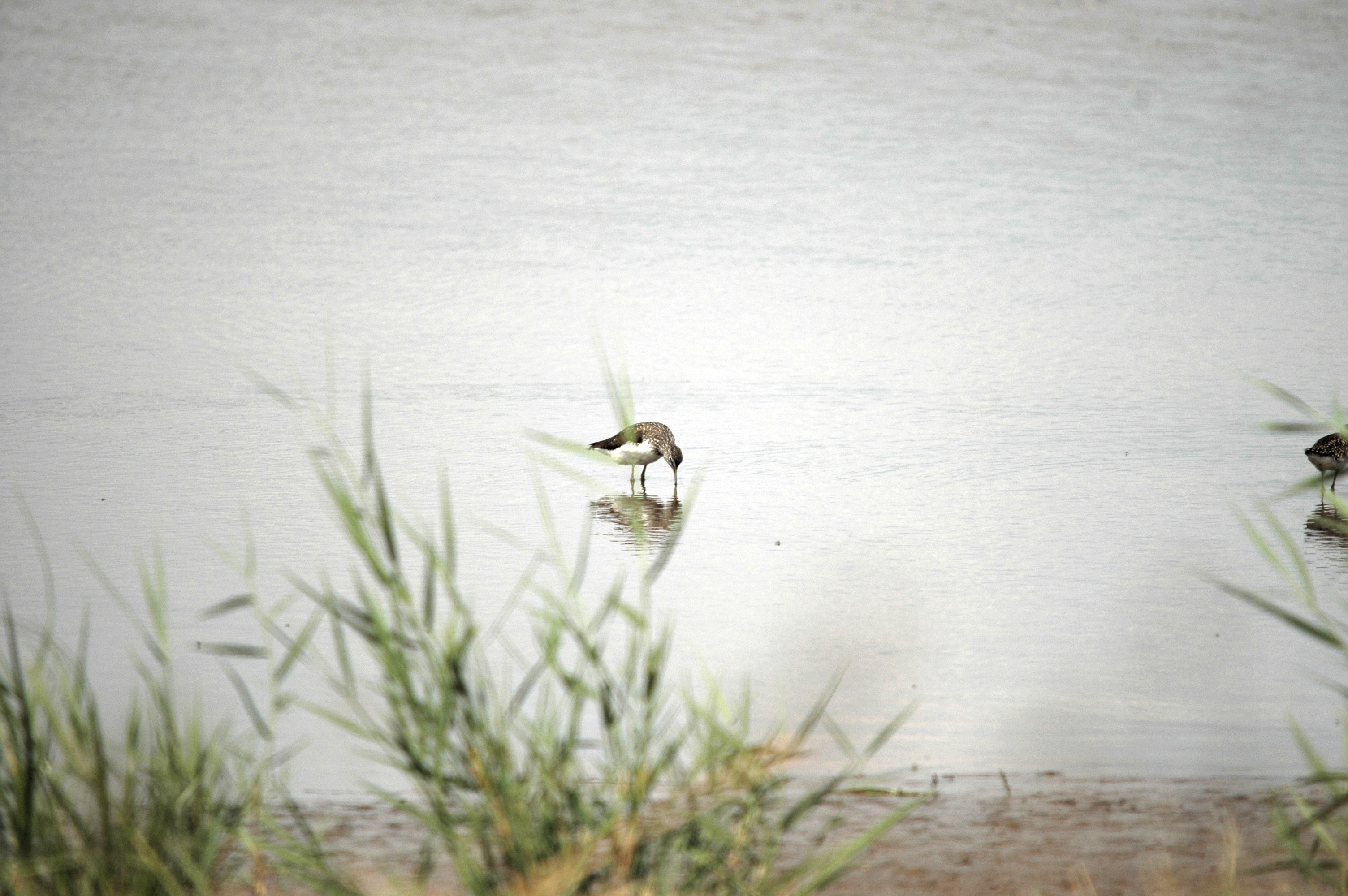 photos/wildlife/Bird_Species/063-Waders/1562-Wood_Sandpiper/DSC_6880.JPG