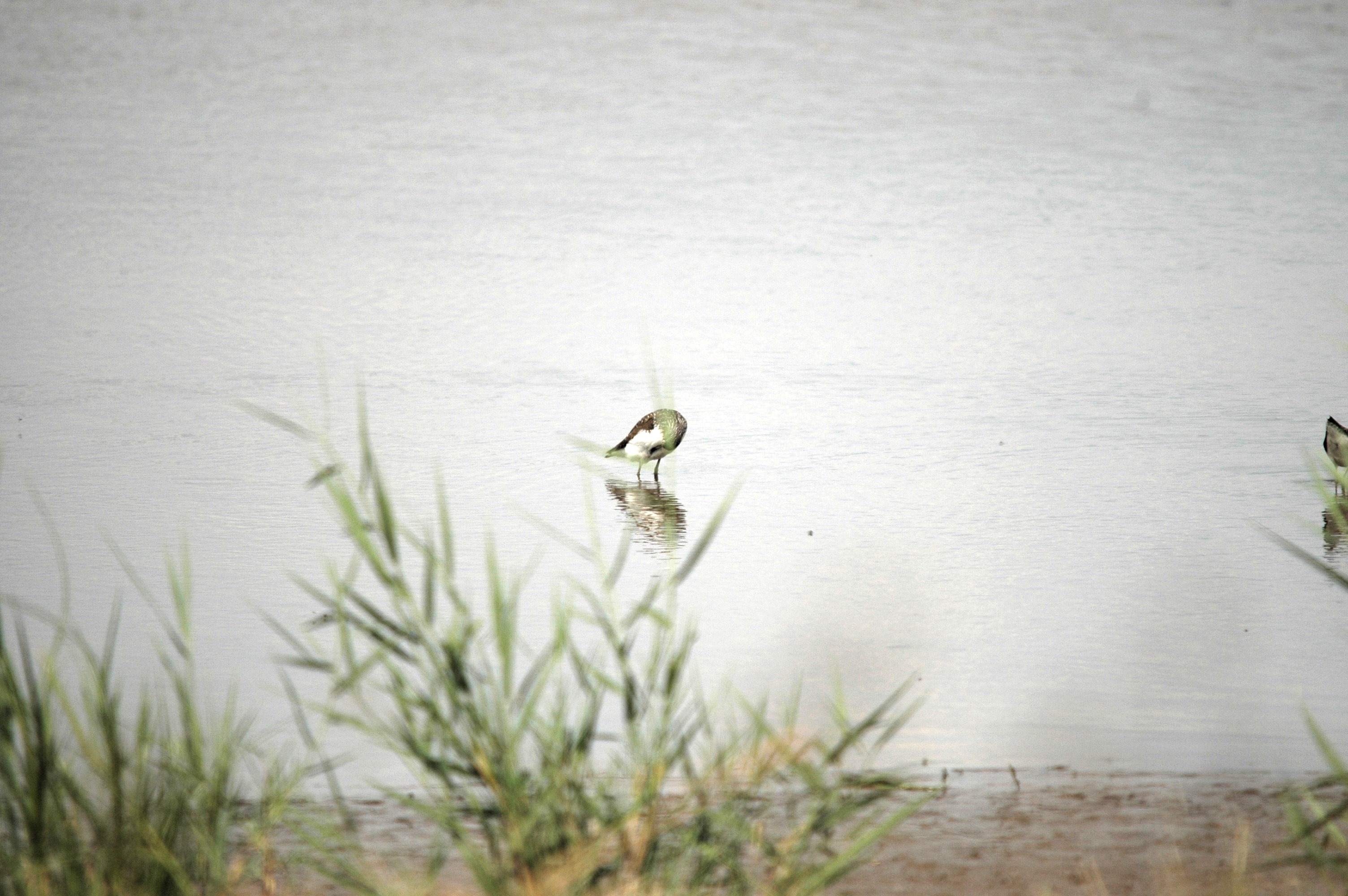 photos/wildlife/Bird_Species/063-Waders/1562-Wood_Sandpiper/DSC_6881.JPG